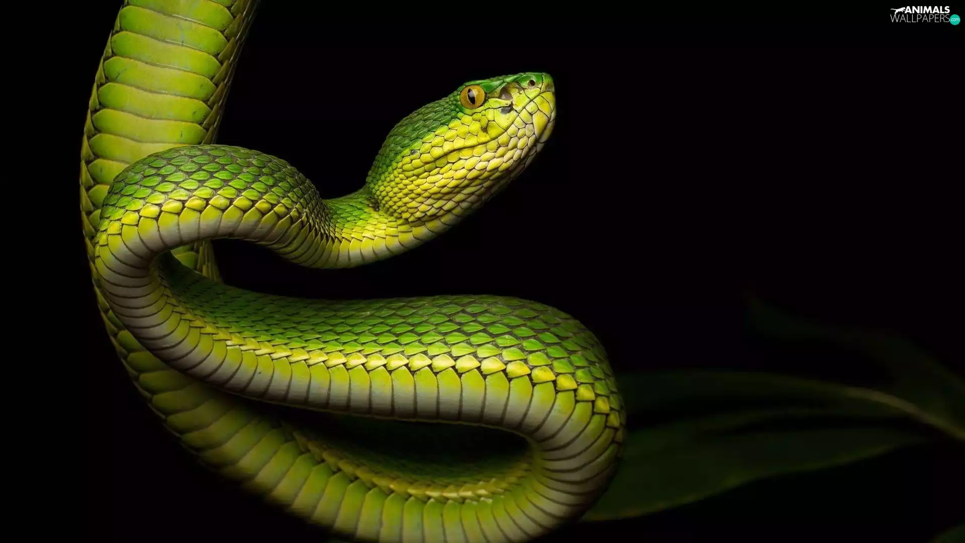 Green, rattlesnake, White-lipped Pit Viper, Snake