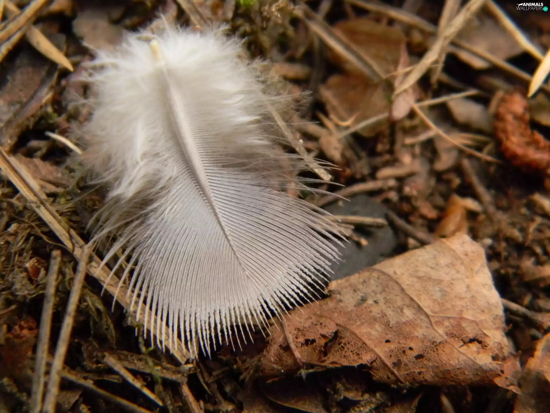litter, White, feather
