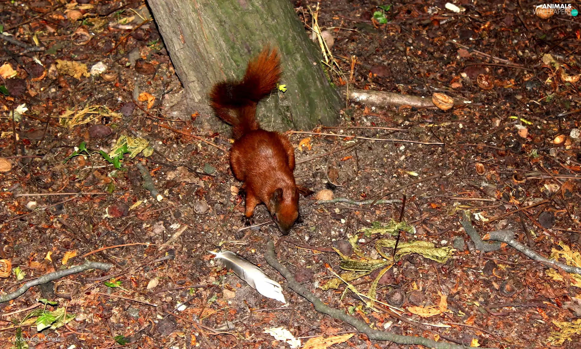 litter, squirrel, pen