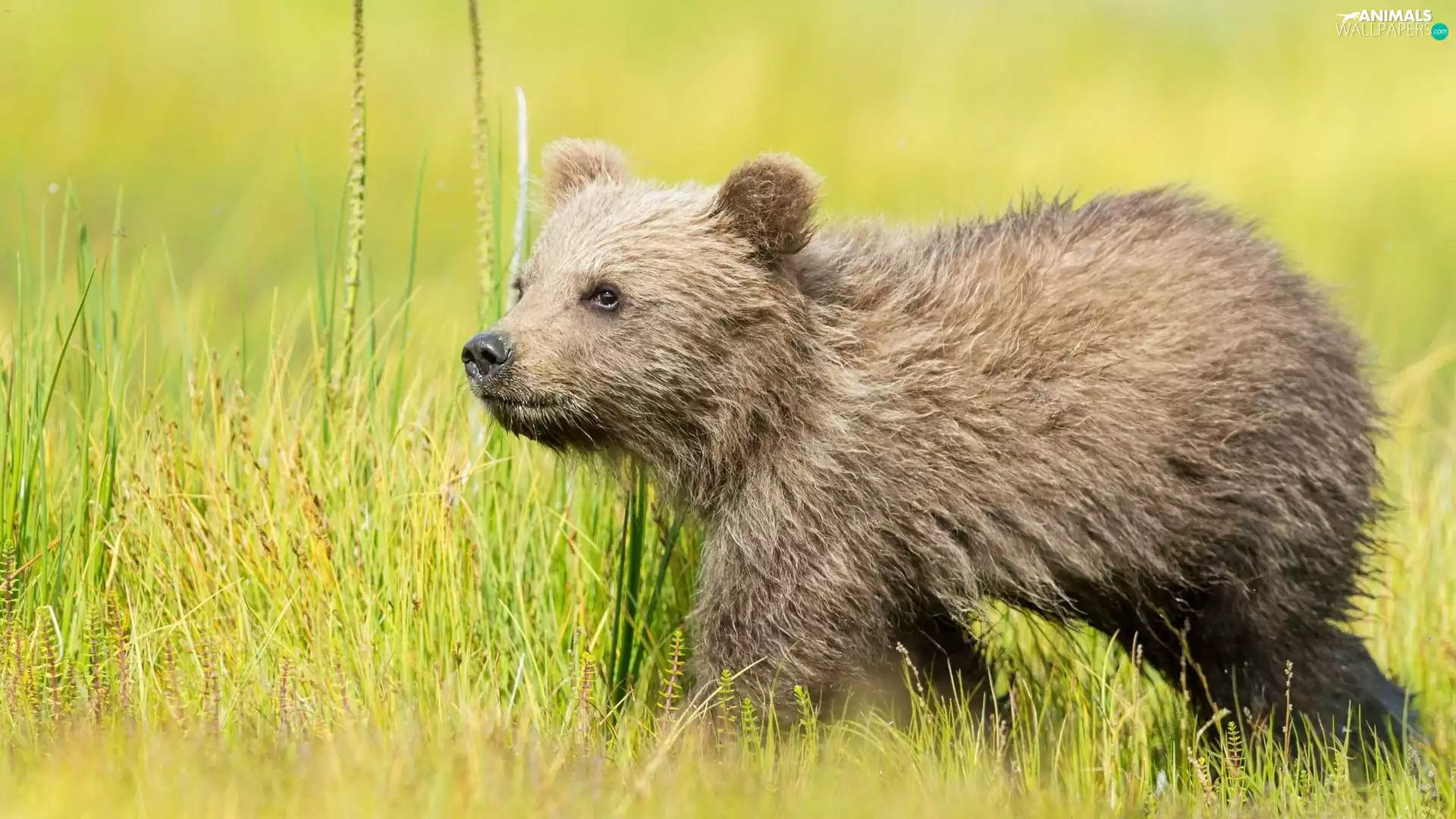 grass, little bear, Brown bear