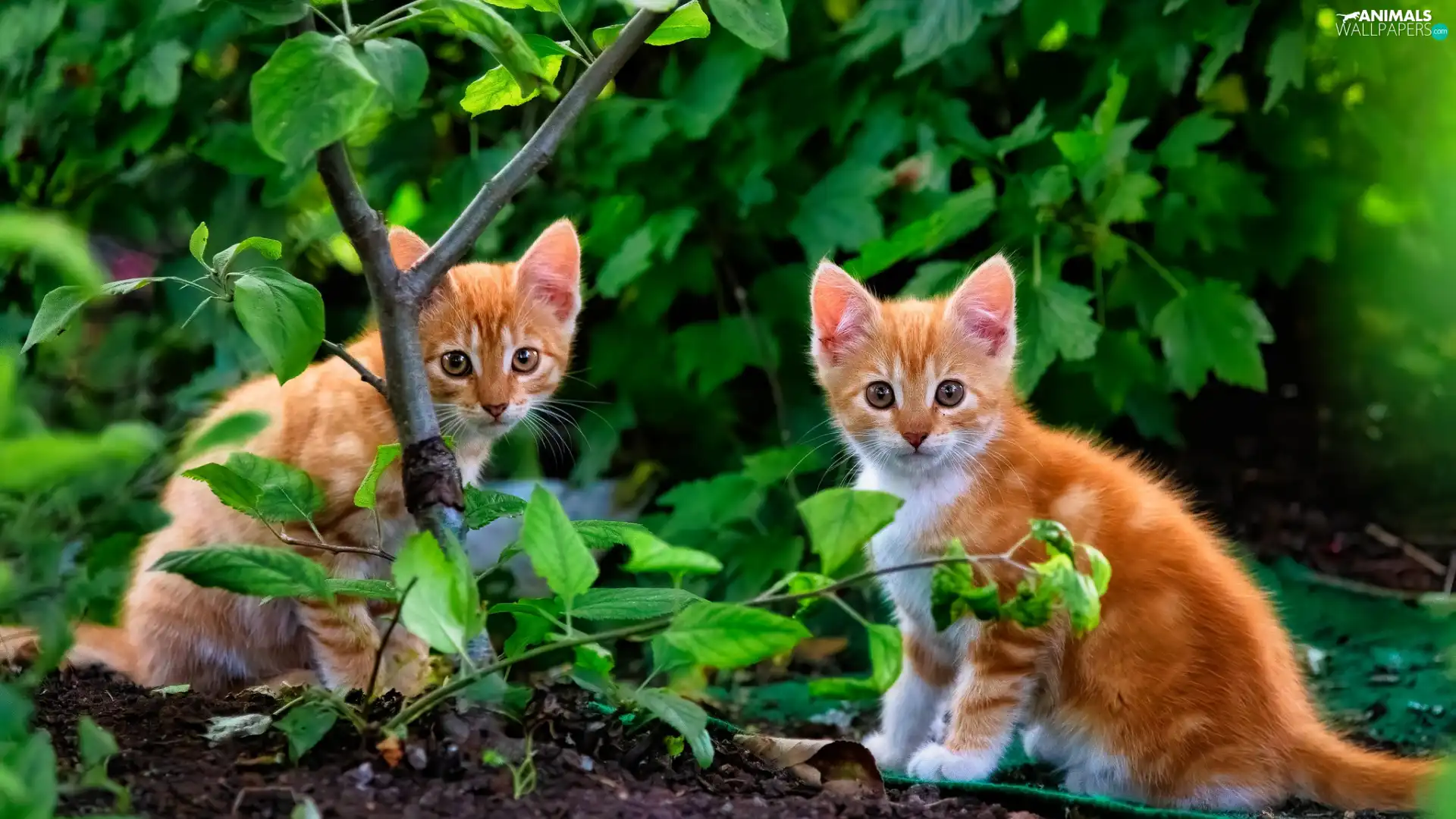 little doggies, Two cars, trees, Leaf, cats, red head