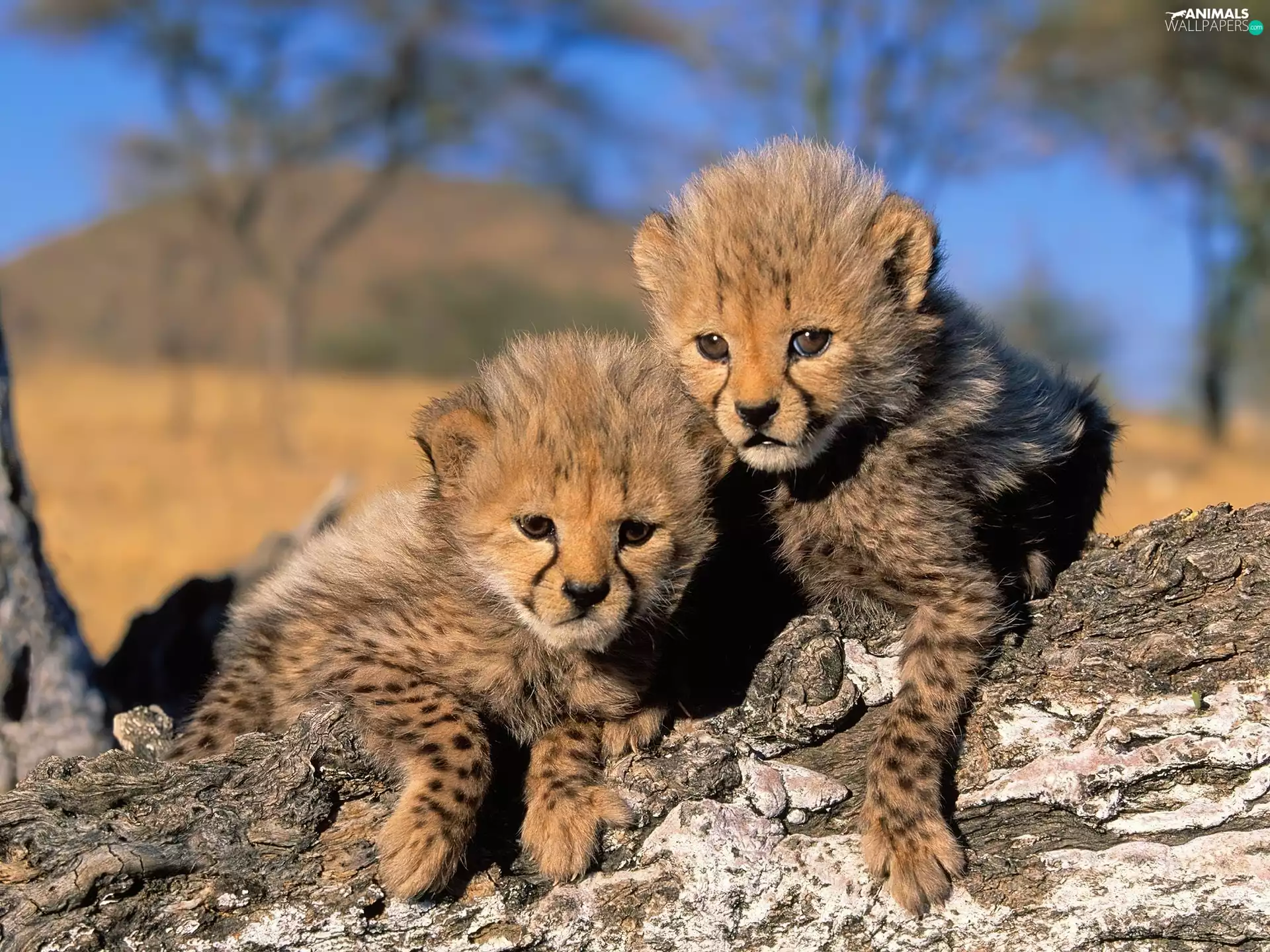 little doggies, Cheetah