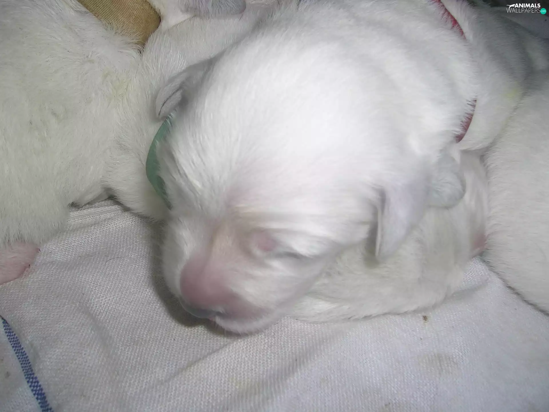 Little, slovak czuwacz