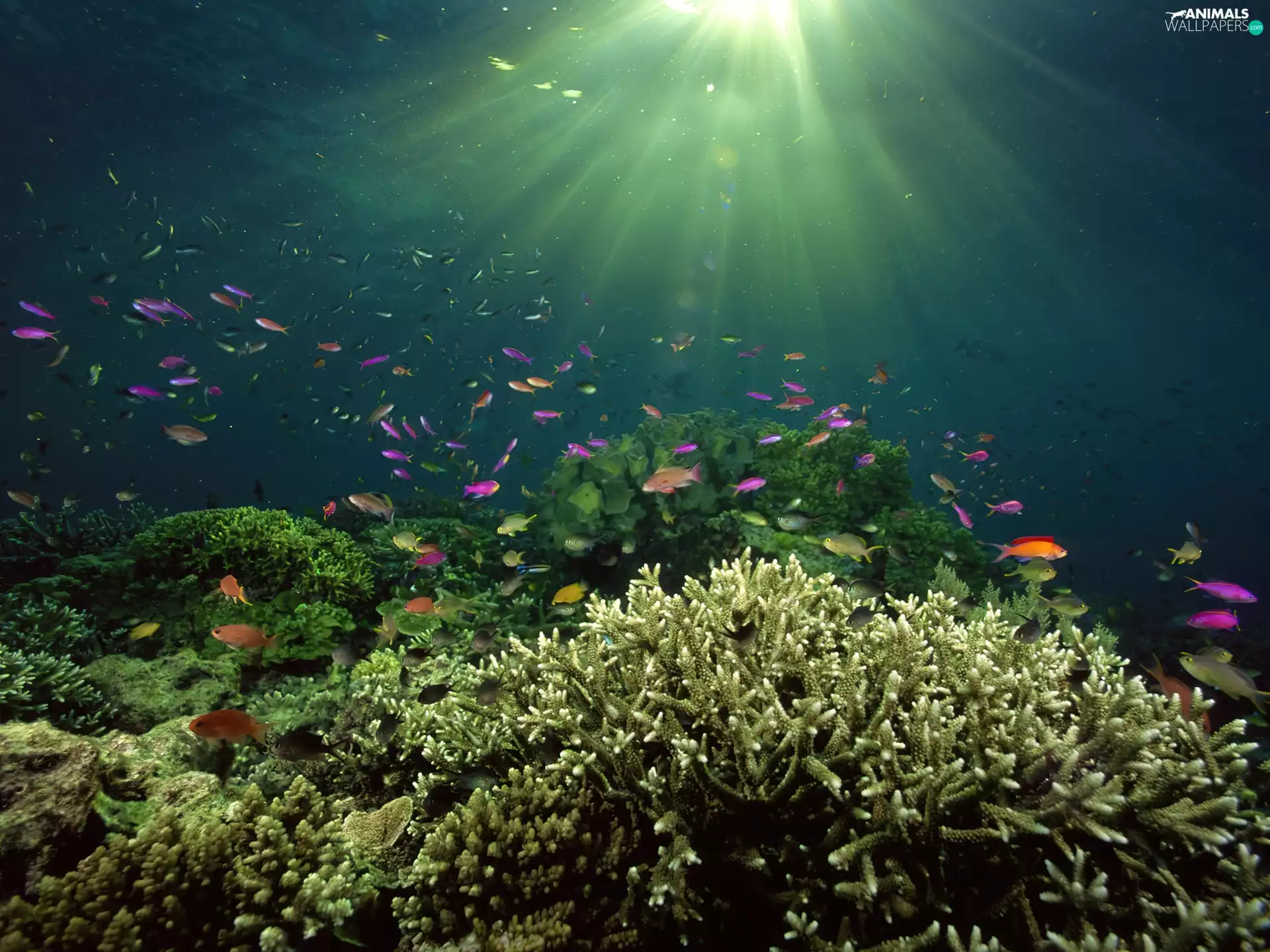 reef, little doggies, fishes, coral