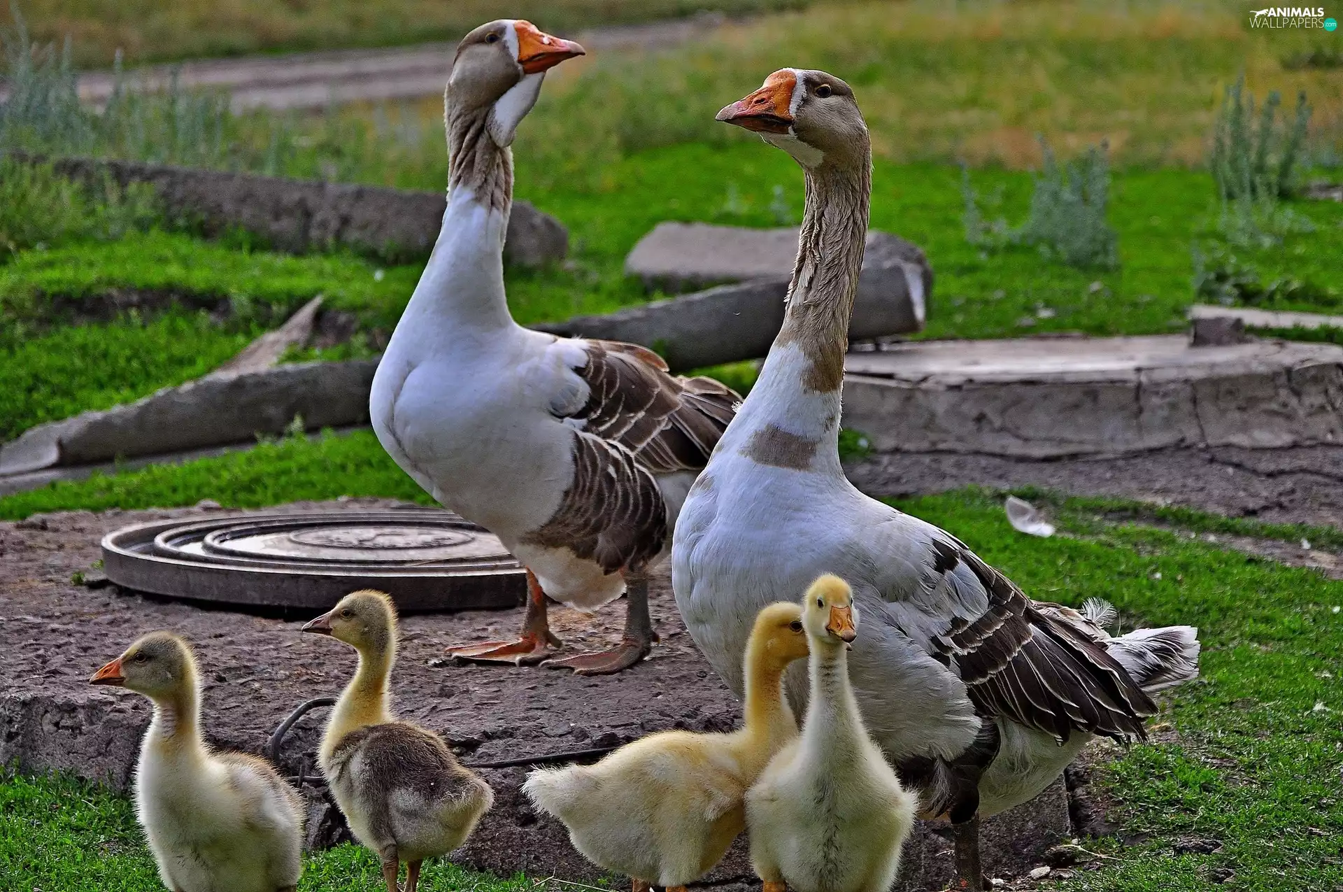 adult, little doggies, goslings, geese