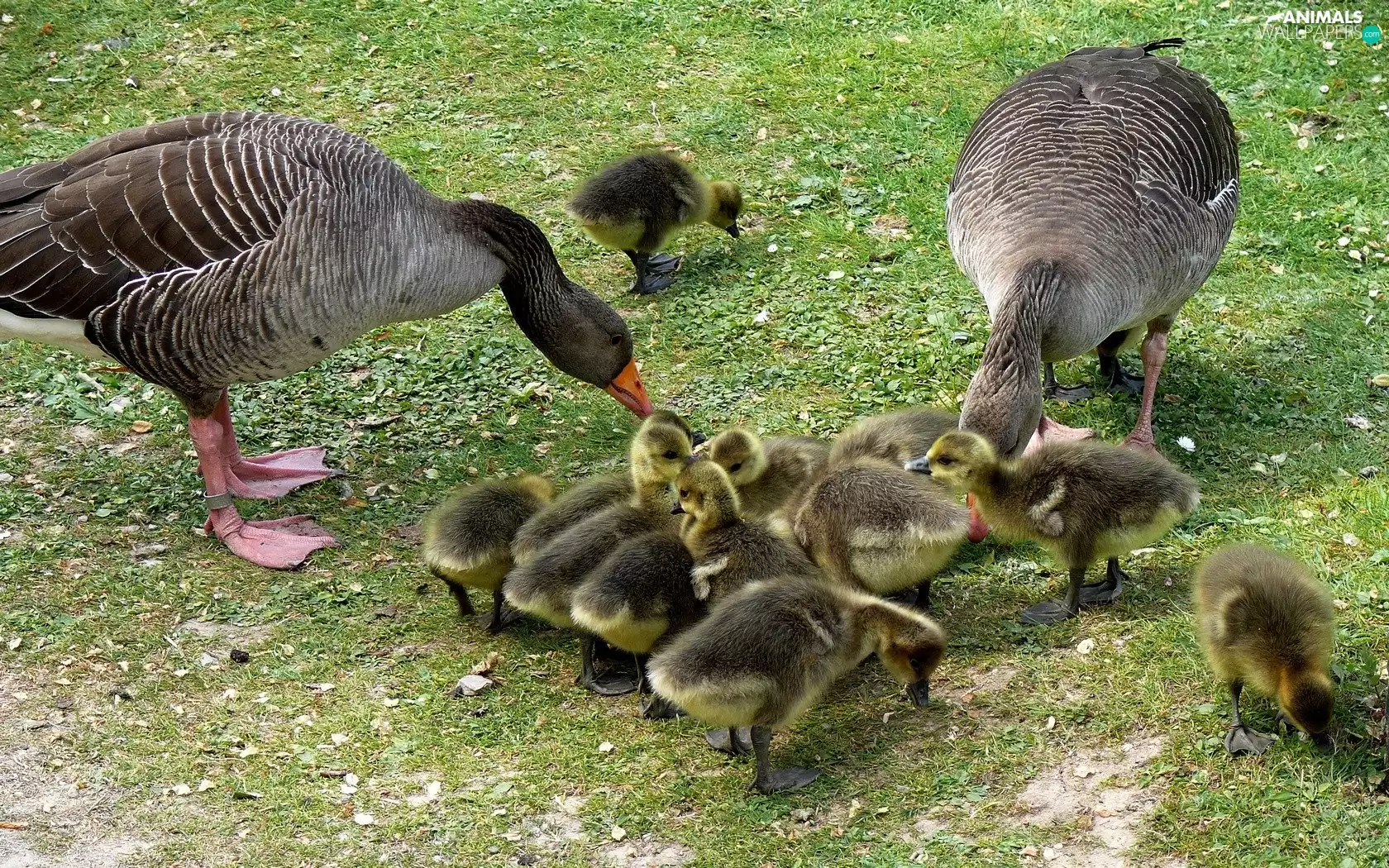 wild, little doggies, goslings, geese