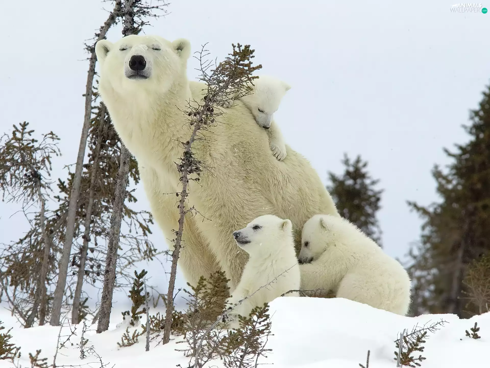 mother, little doggies, bear, Three