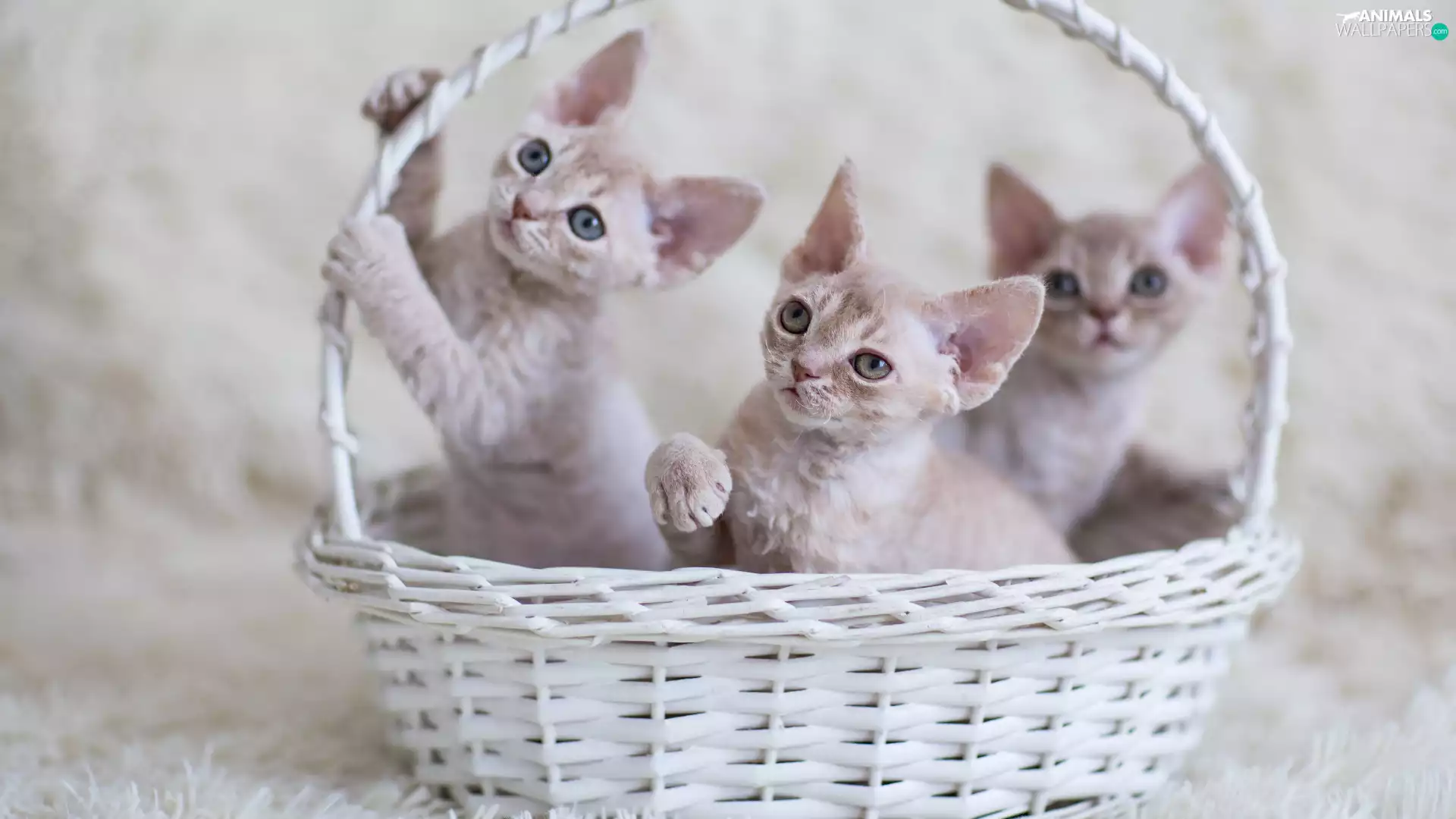 basket, little doggies, cats, Three
