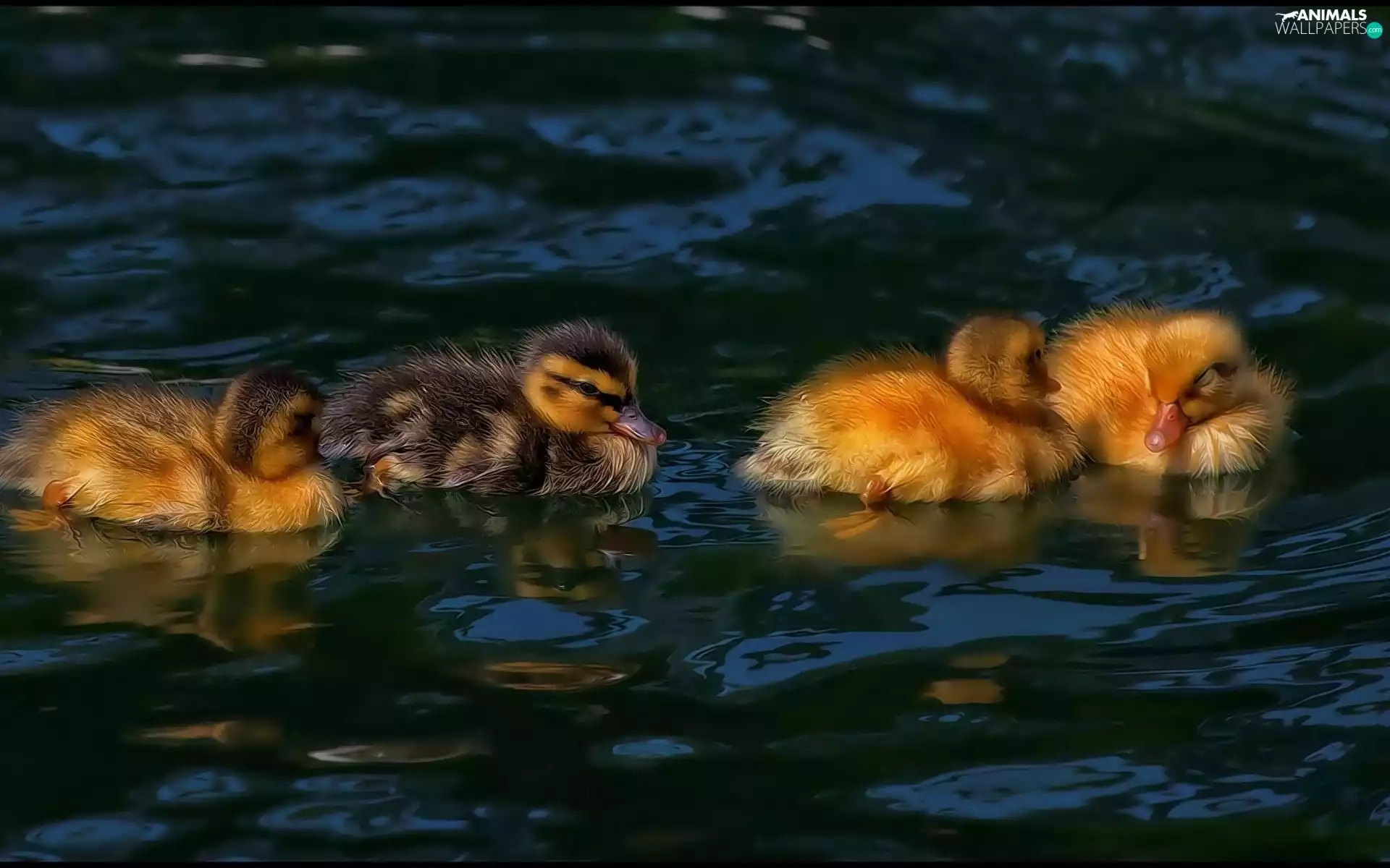 little doggies, ducks
