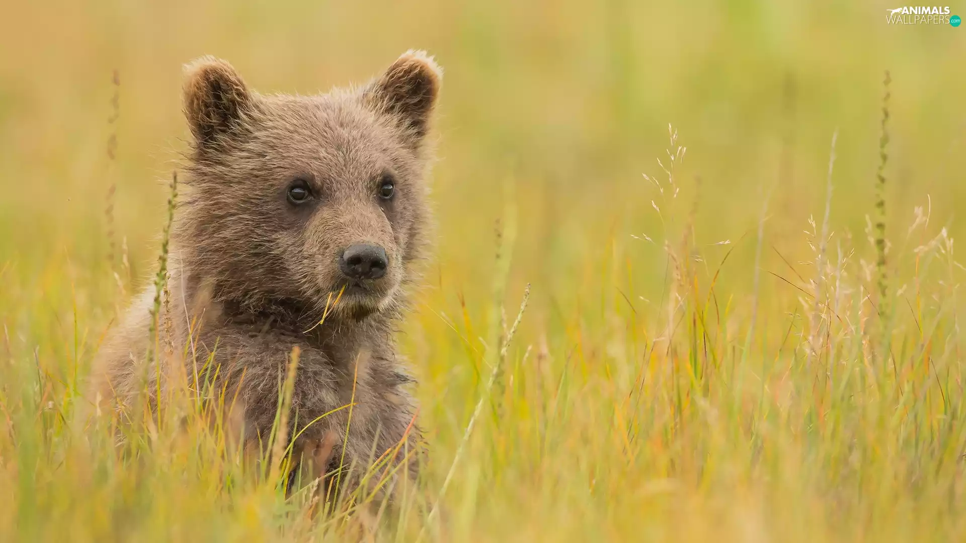 little bear, grass
