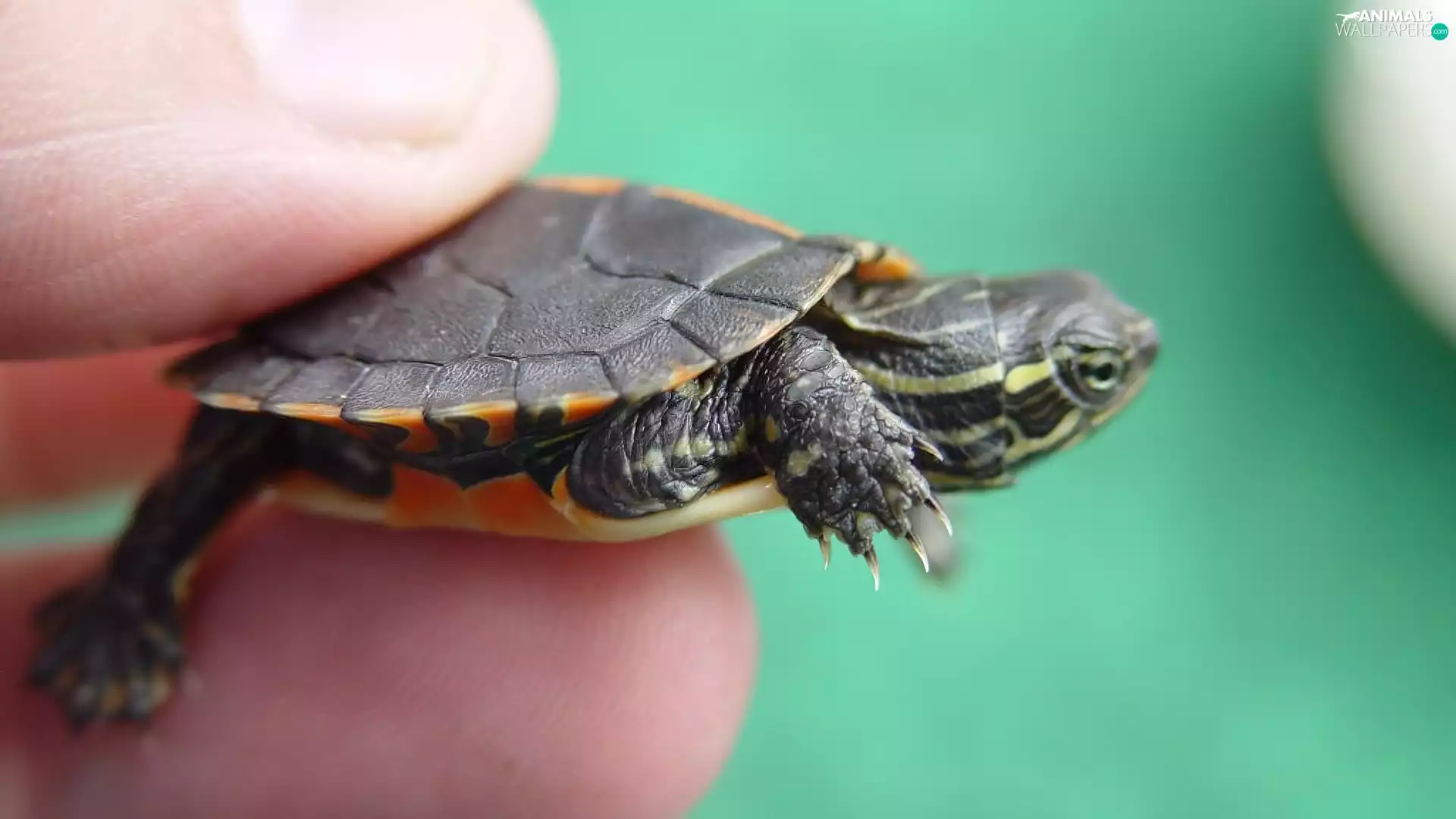 hand, turtle, water, Little