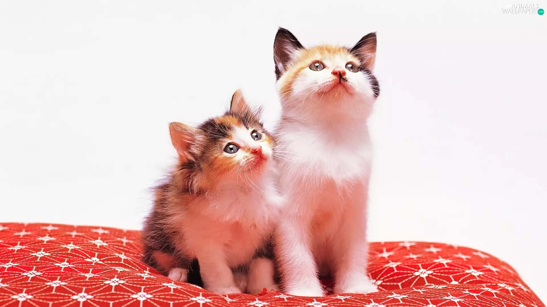 little doggies, kittens