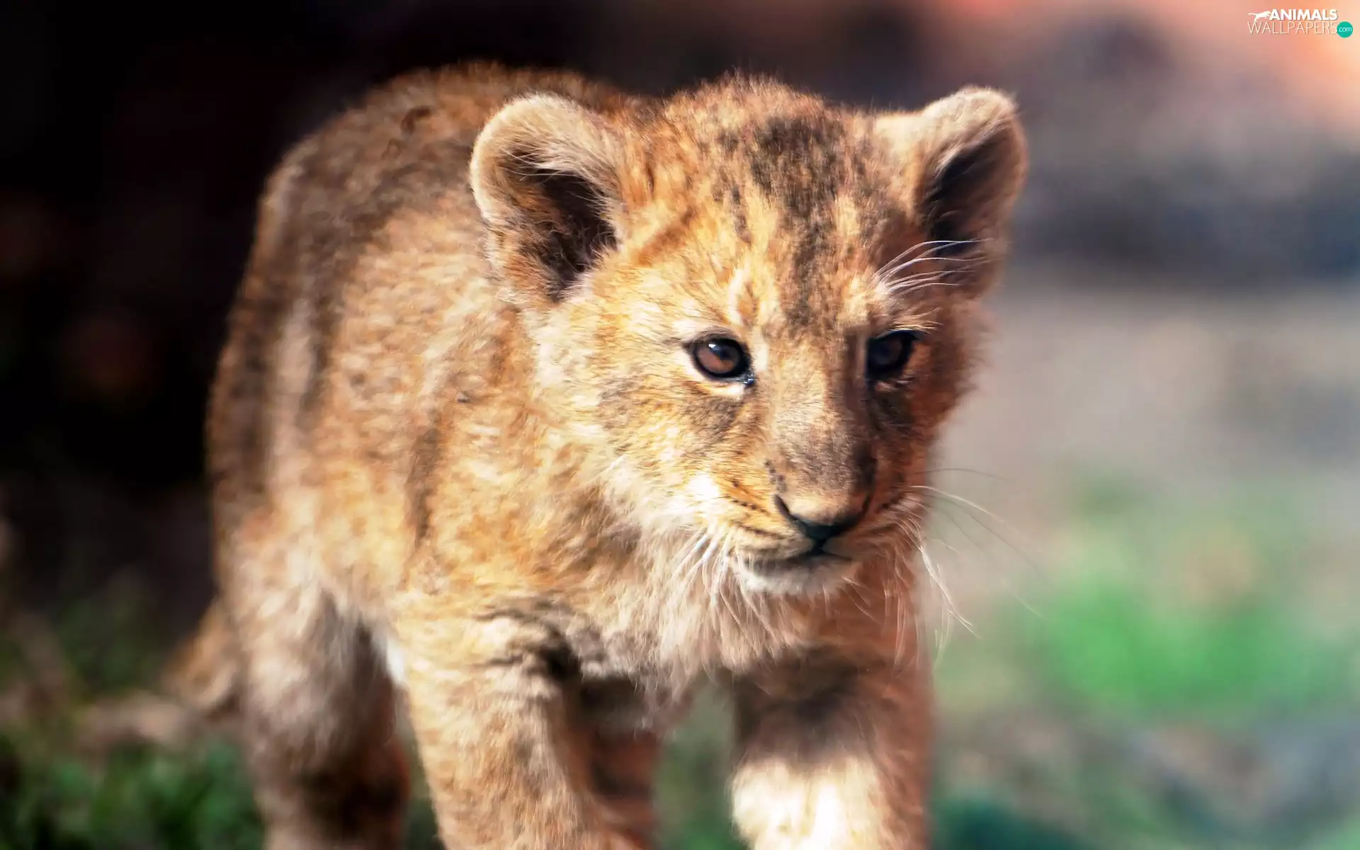 little doggies, lion