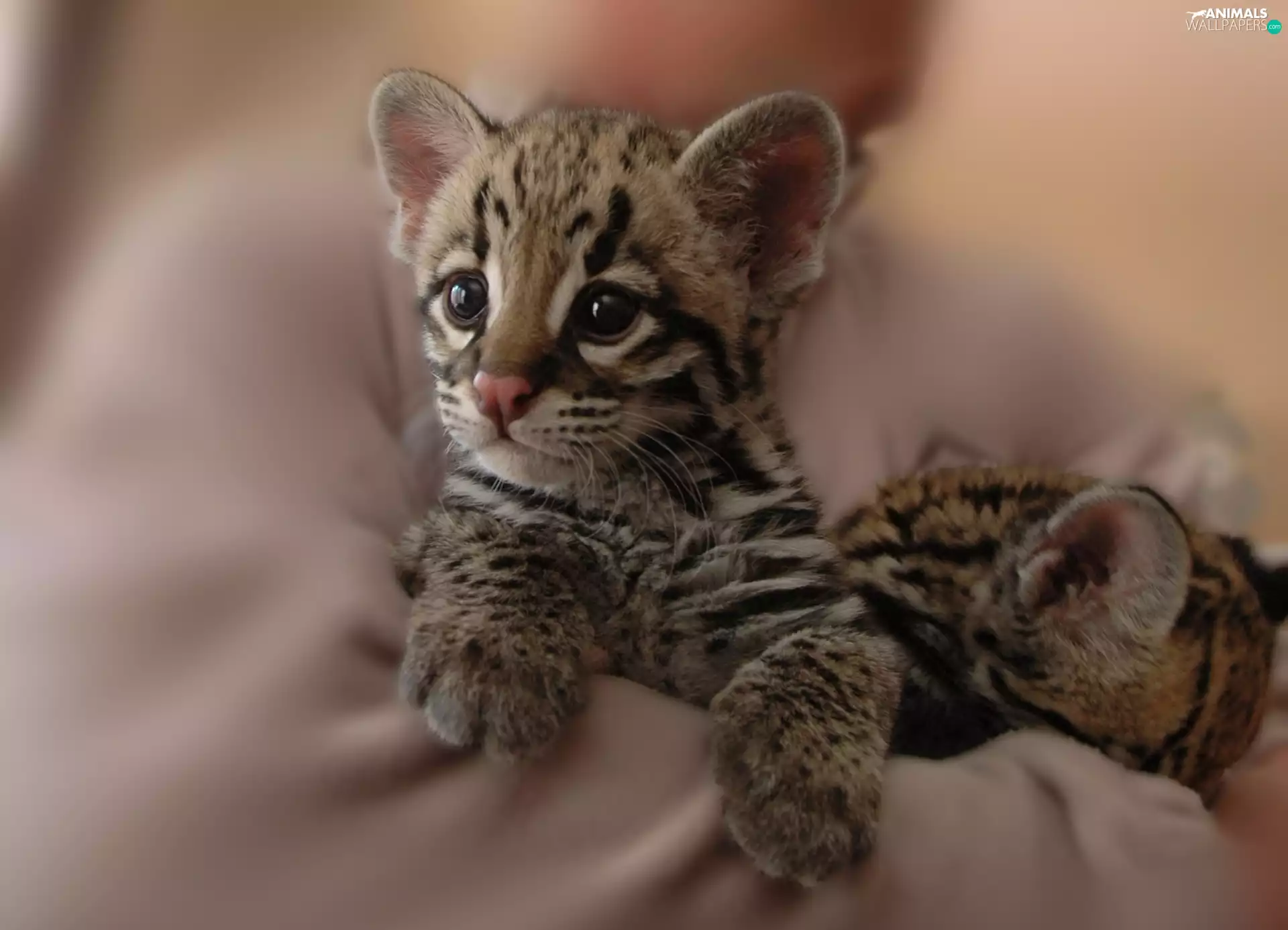 Little, ocelot