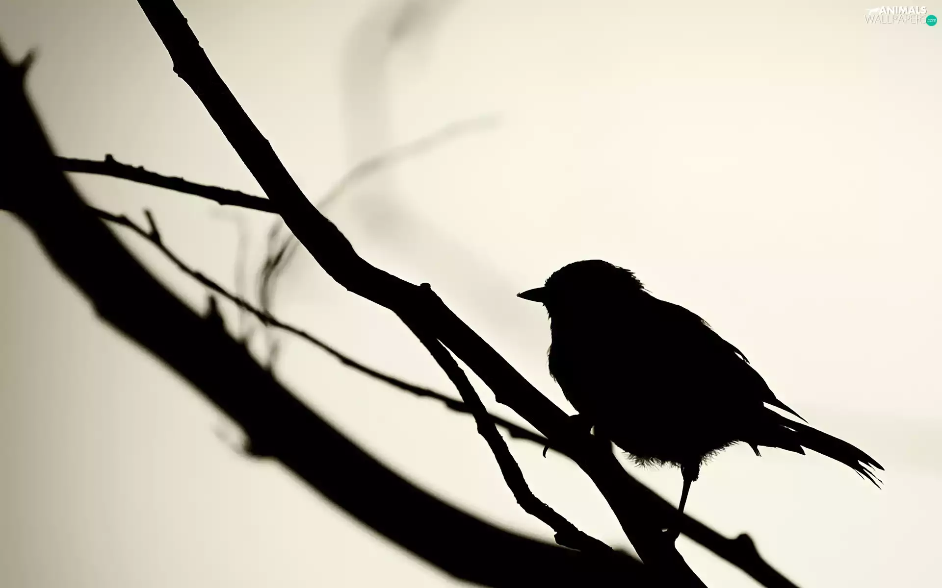 outline, bird, twig, Little