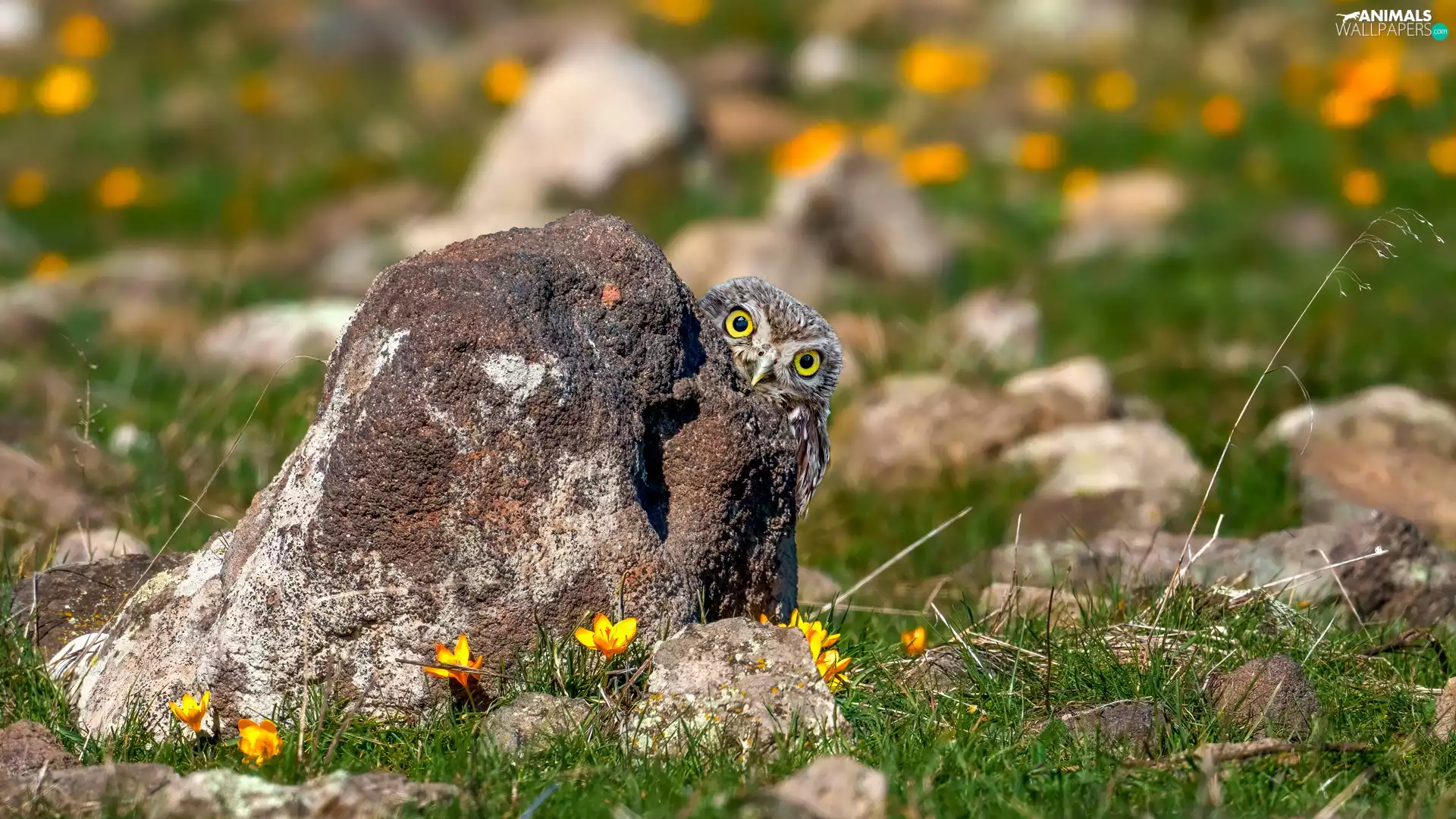 Stone, Little Owl, crocuses, owl