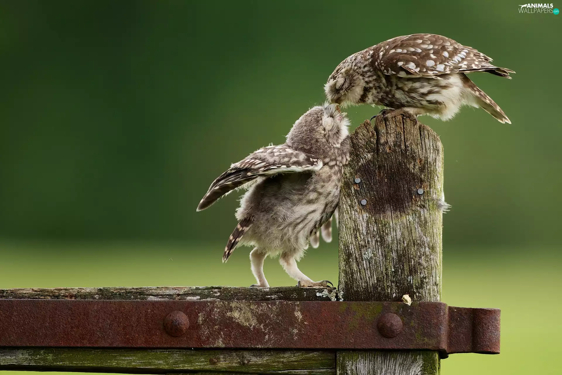 Two, Little Owl, Hurdle, Owls
