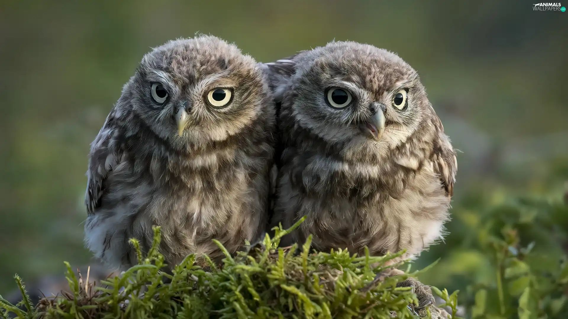 Two, Little Owl, Moss, Owls