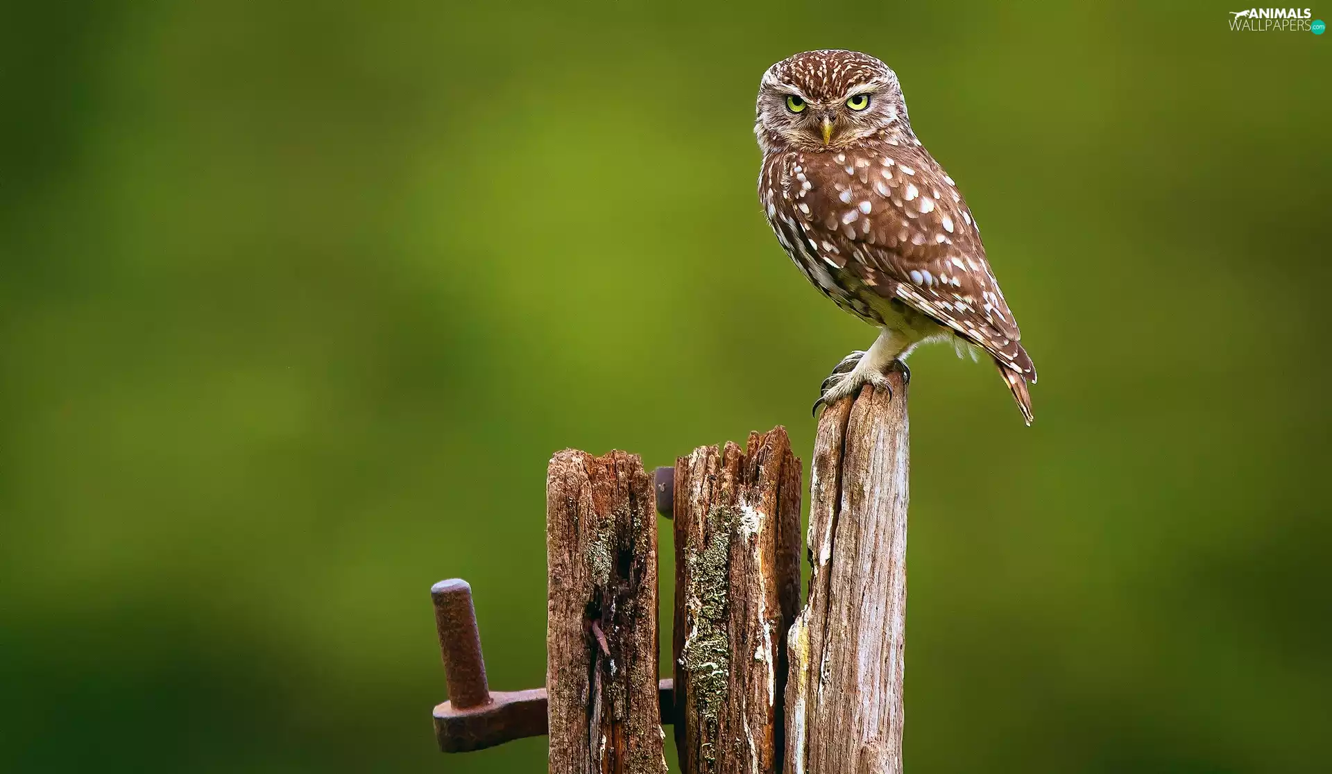 owl, Little Owl, Hurdle, Spadefoot