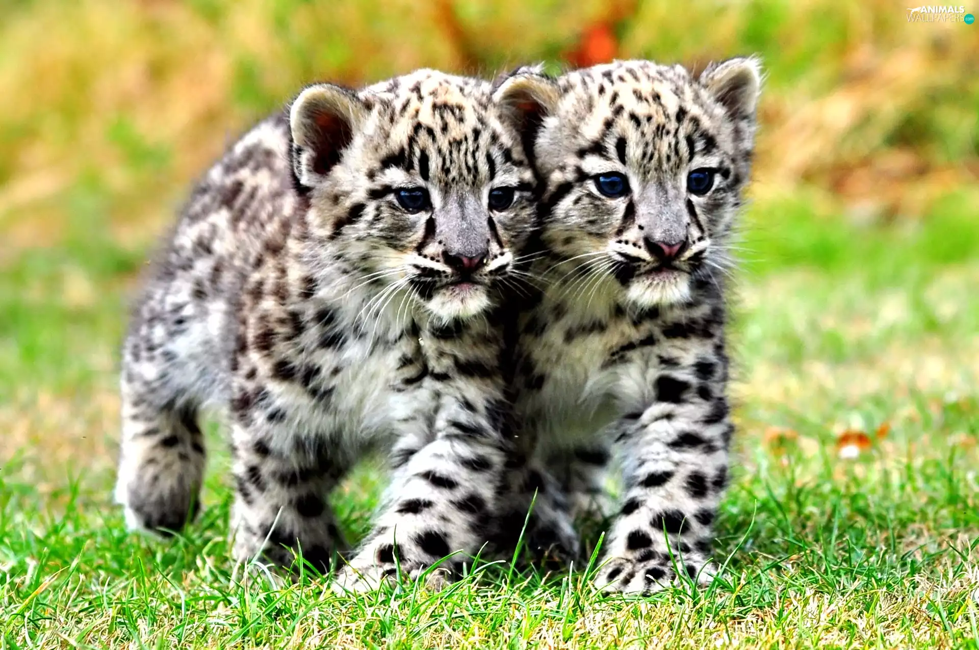 little doggies, Panthers