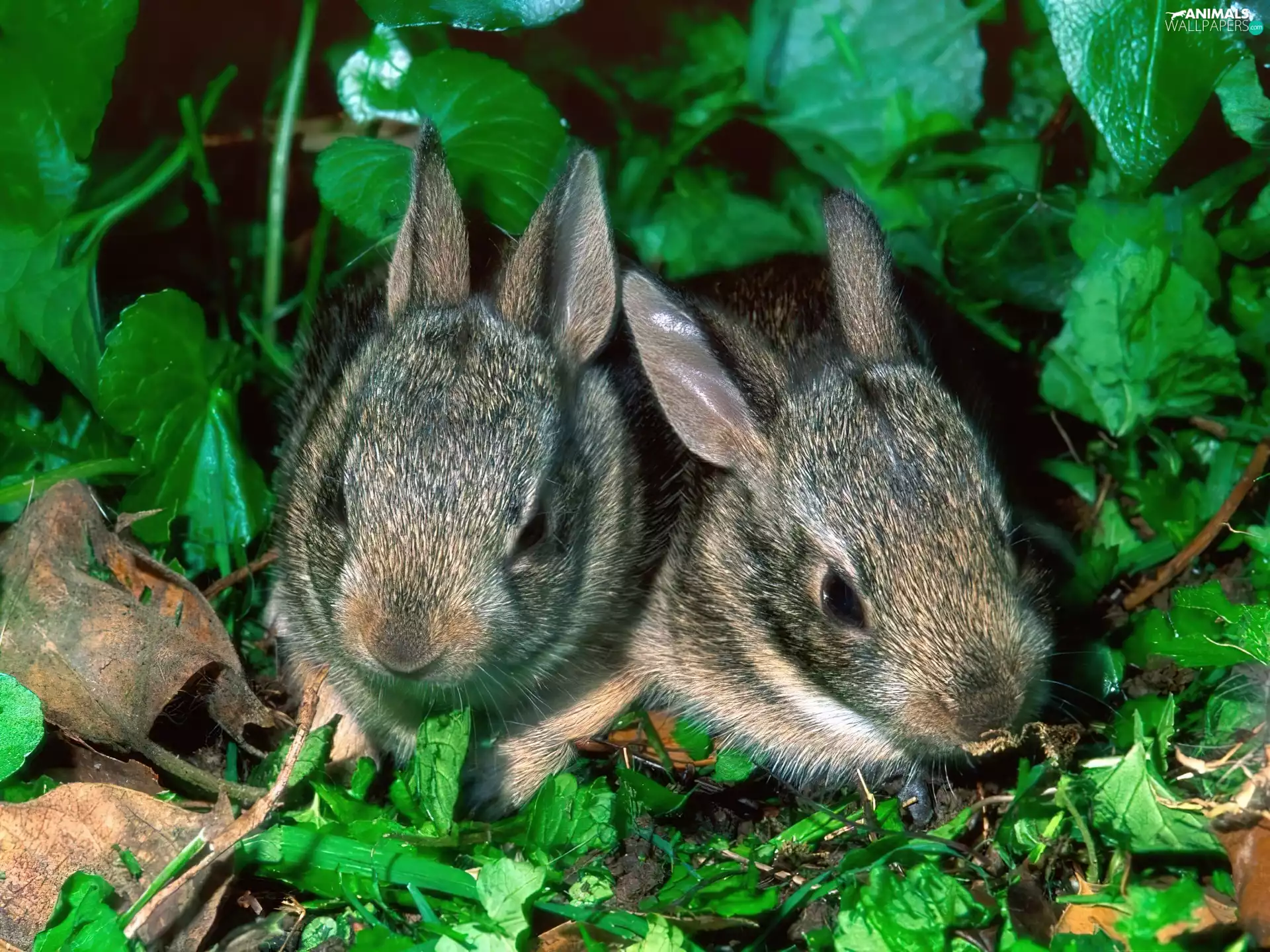 Little rabbits
