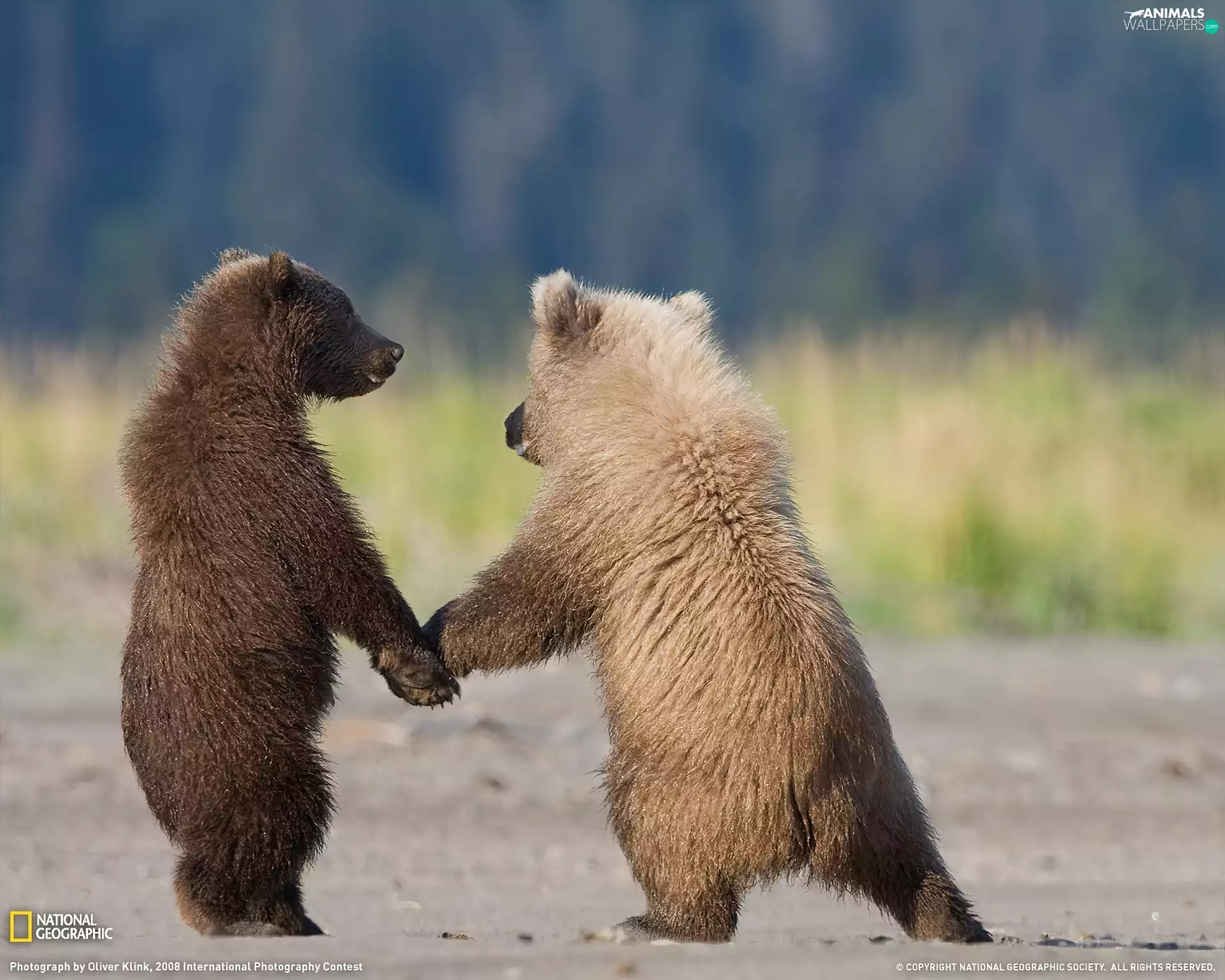 Little bears, sweet