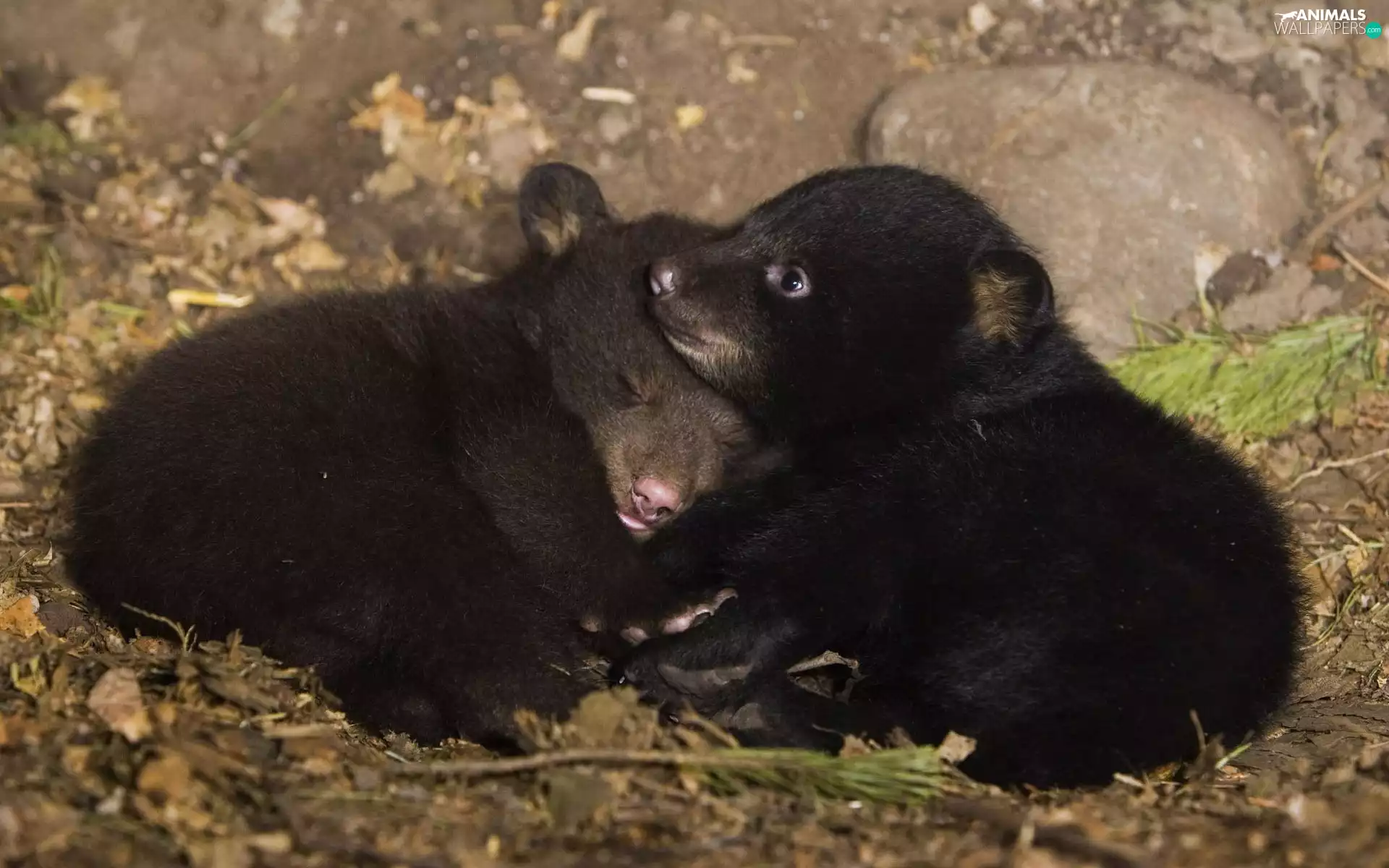 Two cars, Black, Little bears, sweet