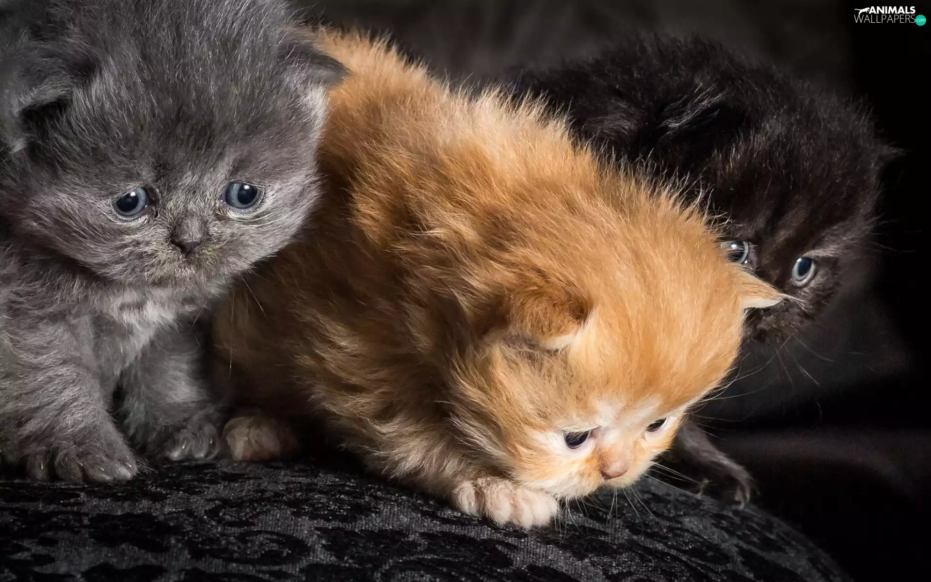 puss, Sofa, Sweet, little doggies, Three