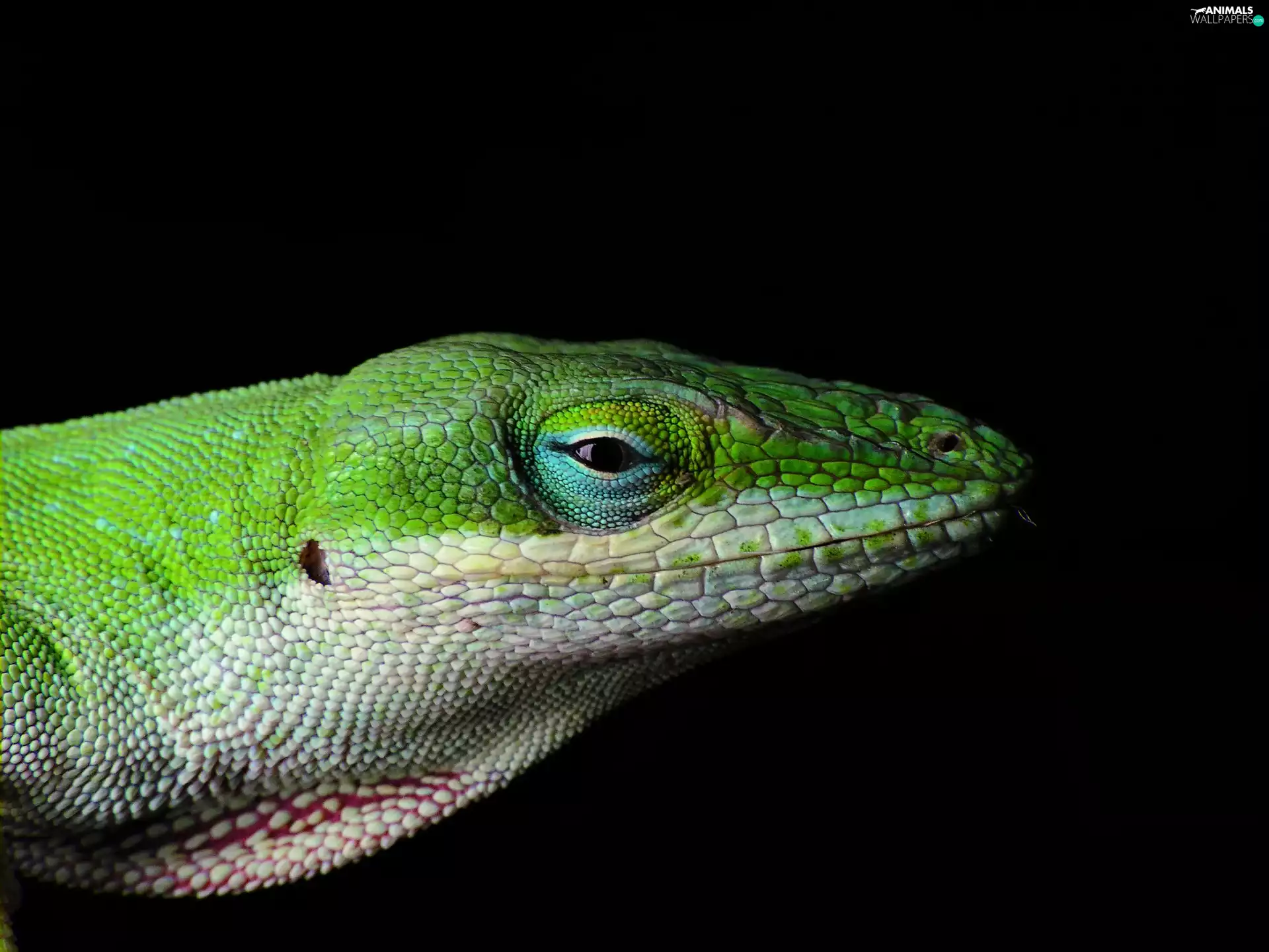 lizard, Green Anolis