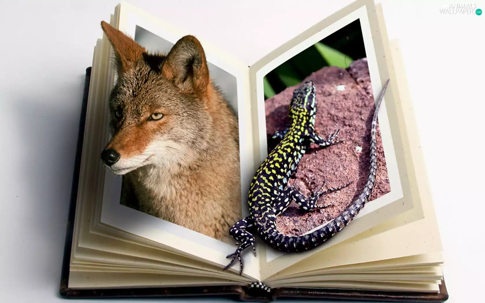Fox, Book, 4d, lizard