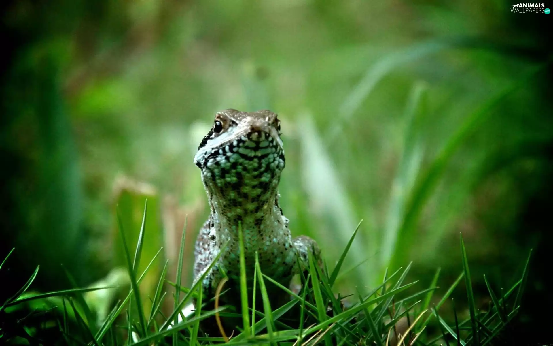 lizard, grass