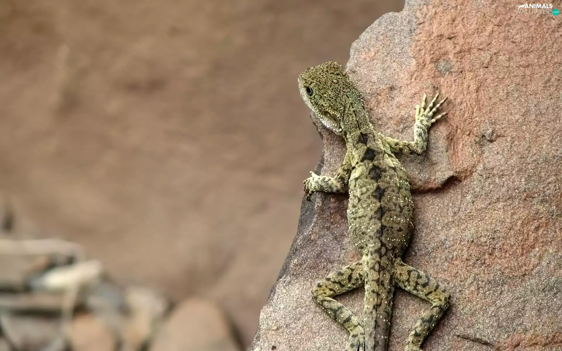 lizard, Stone