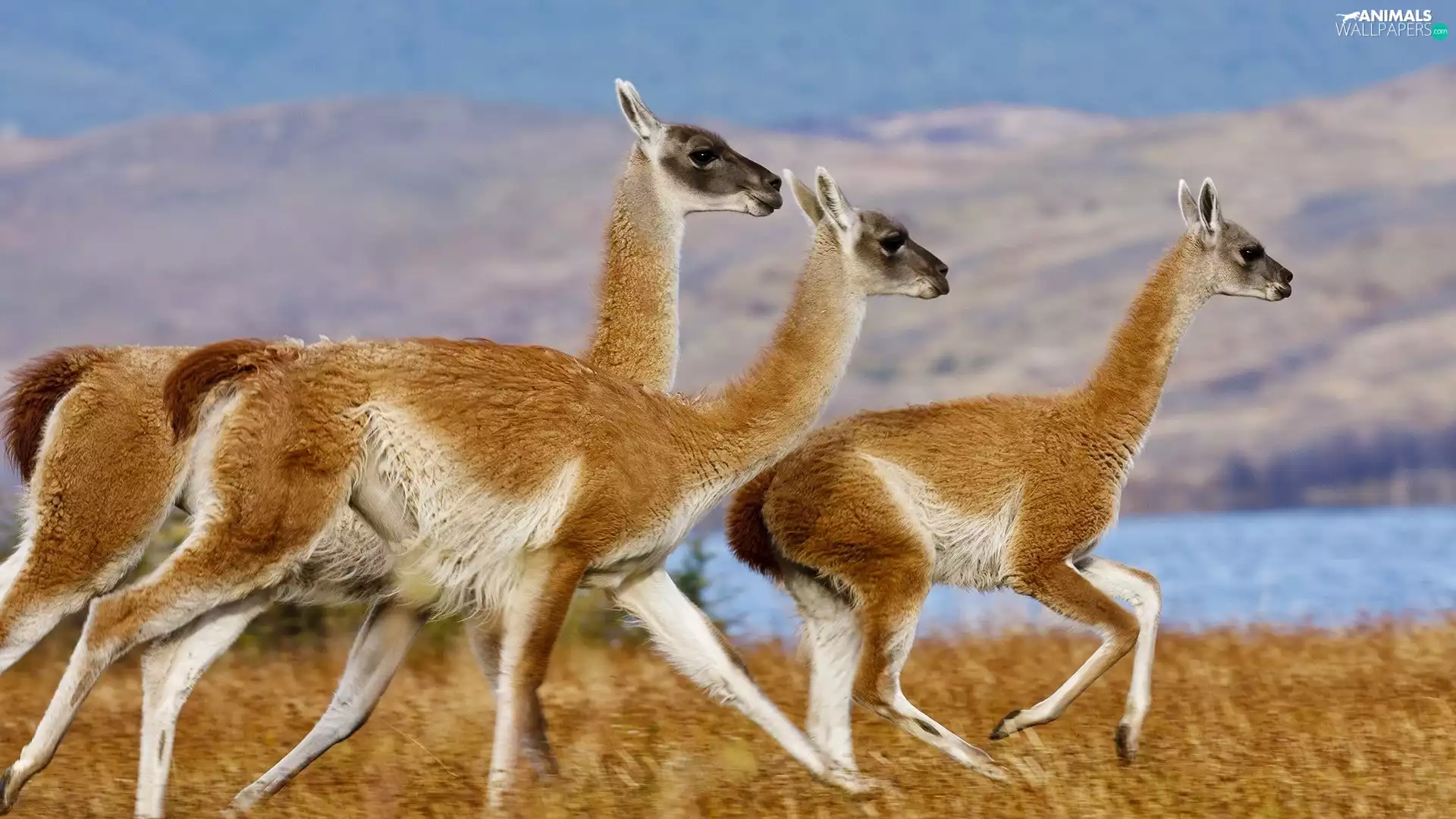 llama, Three, stretching