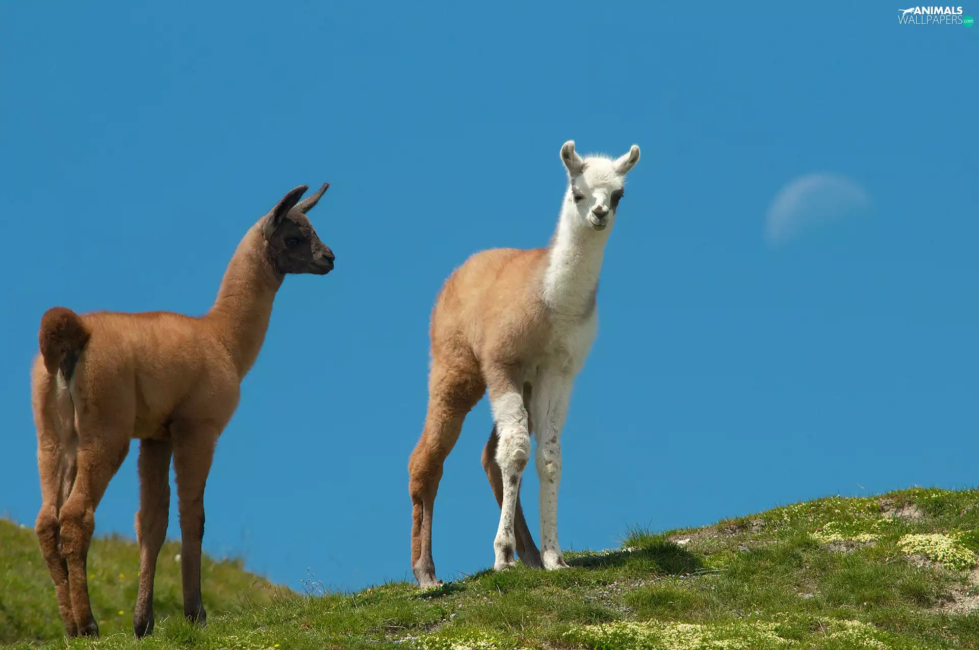 Two, Hill, grass, llama