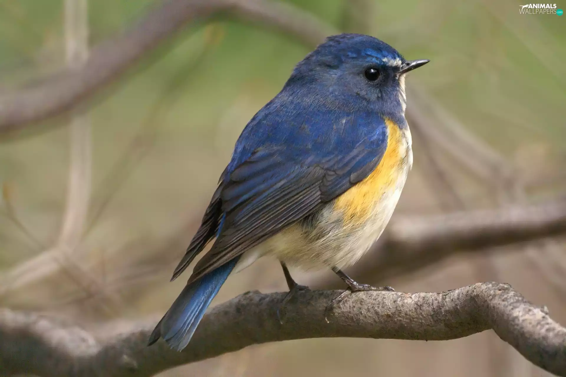 Red-flanked Bluetail, Lod on the beach