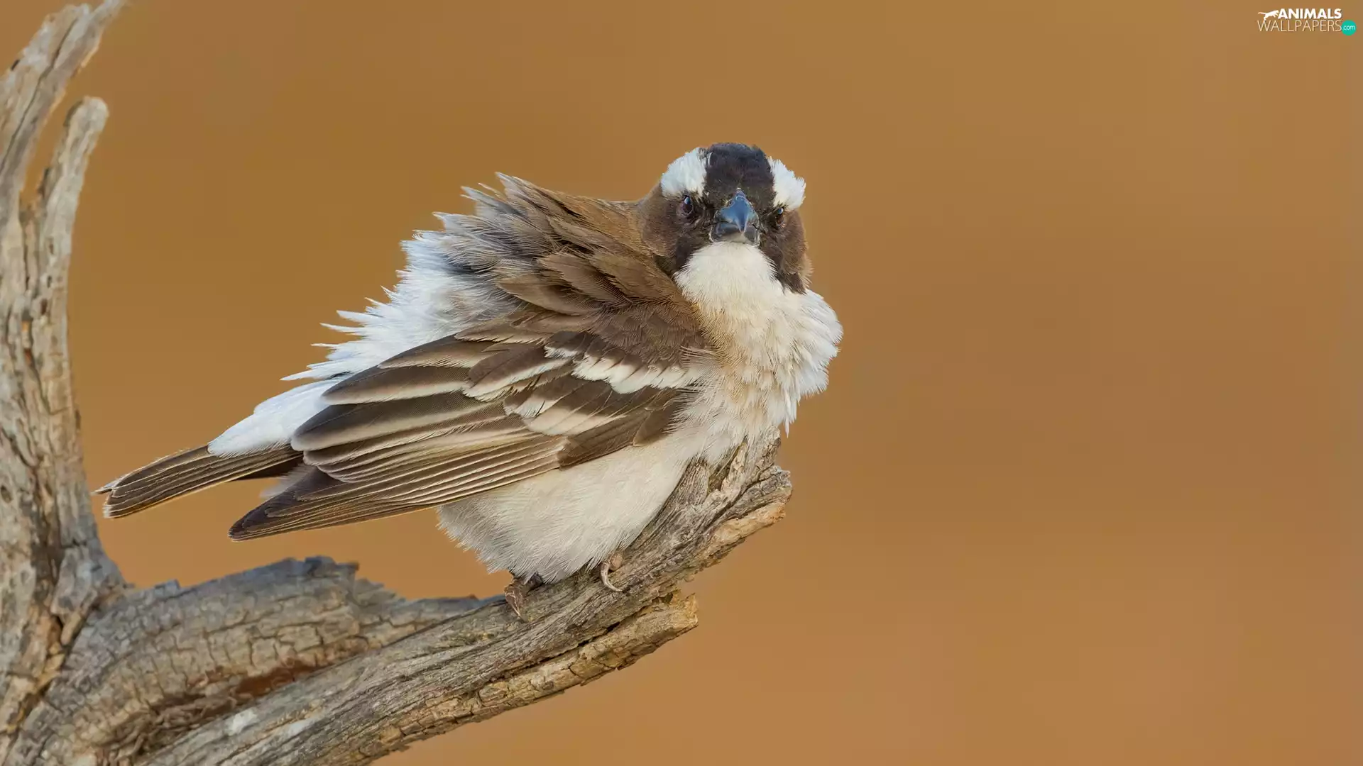 Lod on the beach, Bird, White-browed Sparrow-weaver