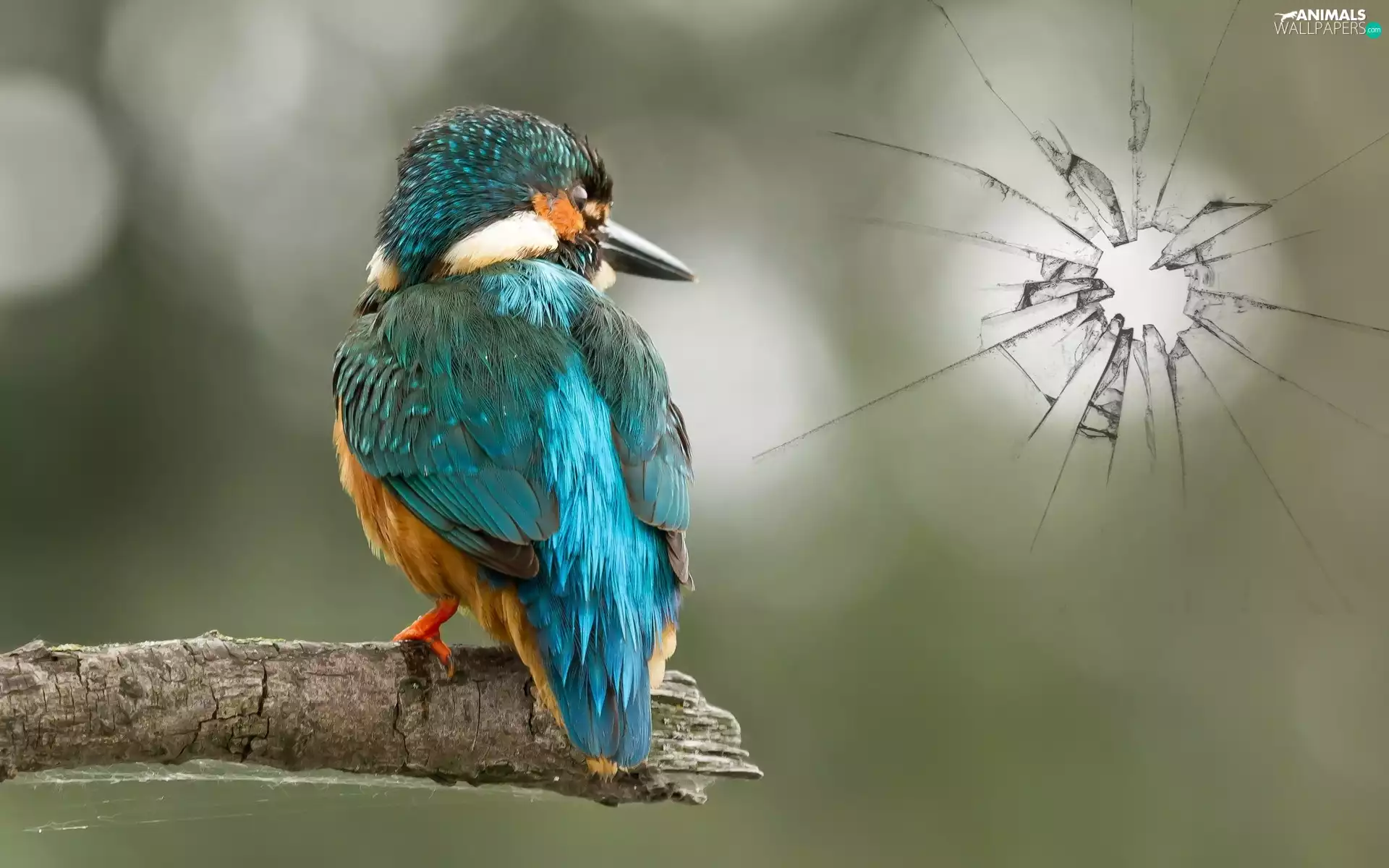 kingfisher, broken, Glass, Lod on the beach