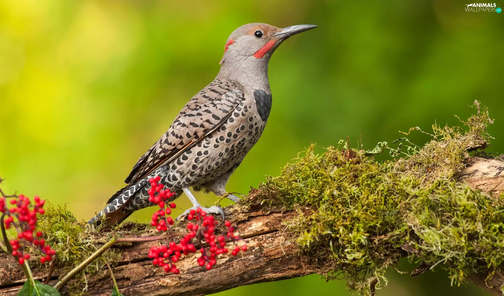 Lod on the beach, Moss, Red-necked Woodpecker, male, Bird