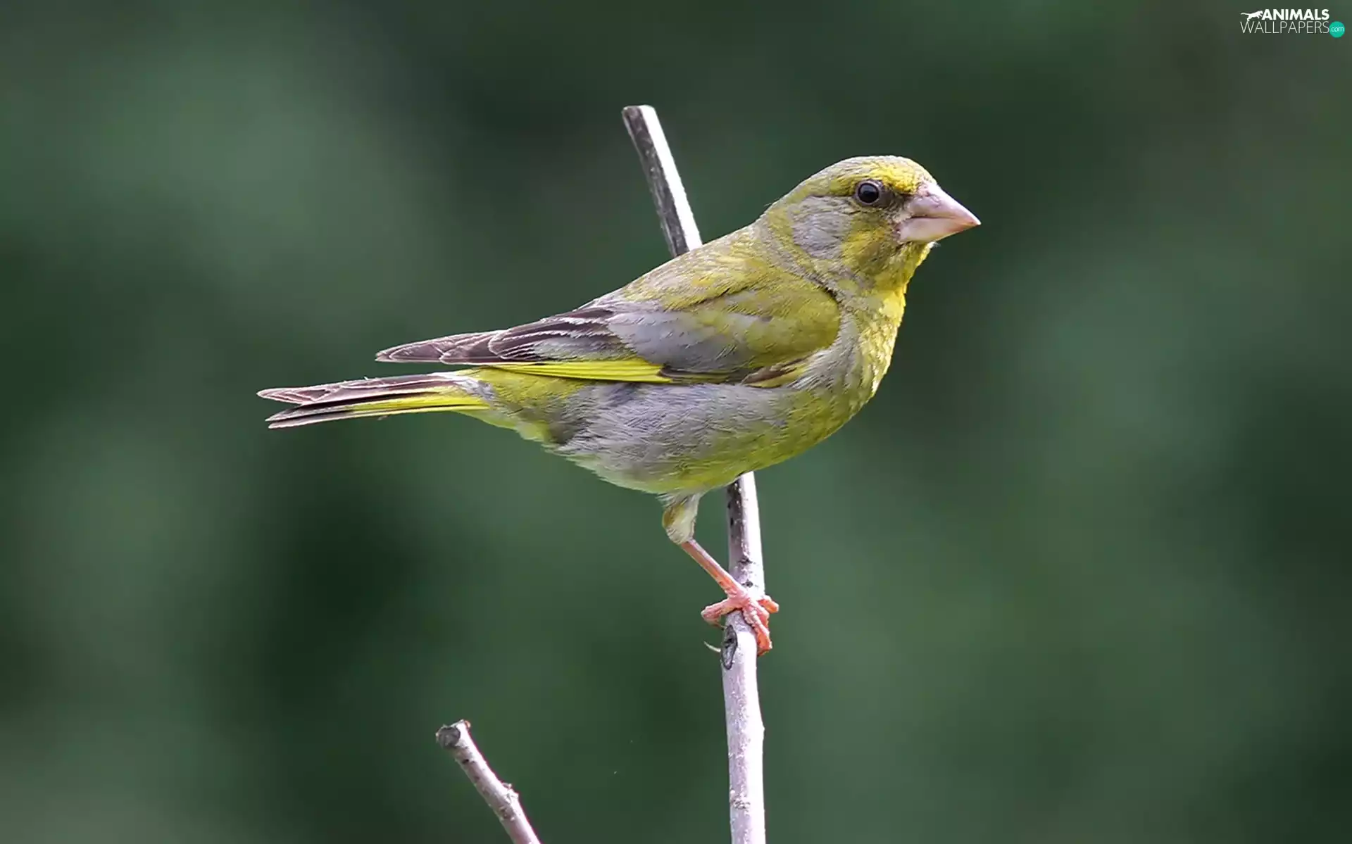 Bird, Lod on the beach