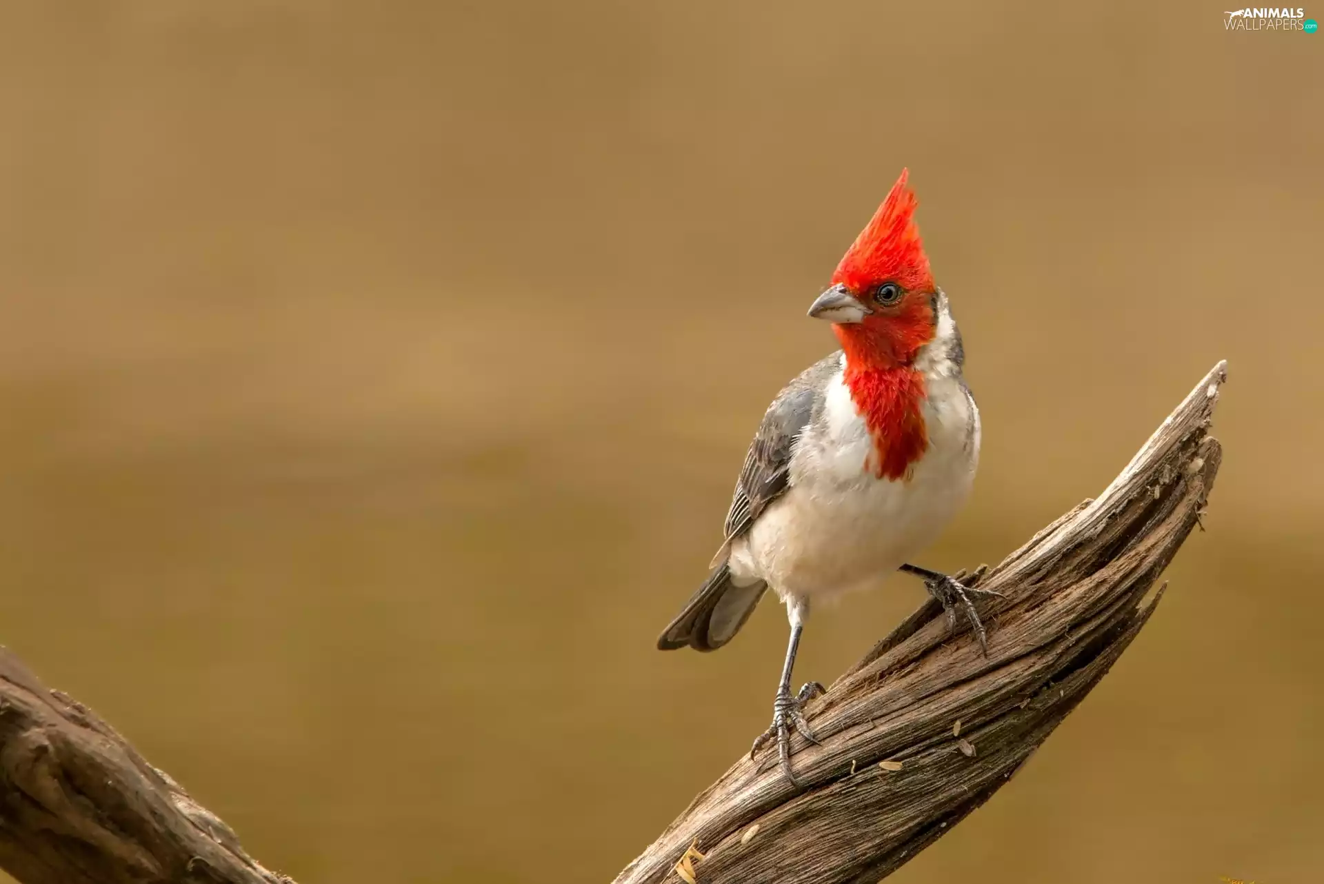 birdies, Lod on the beach