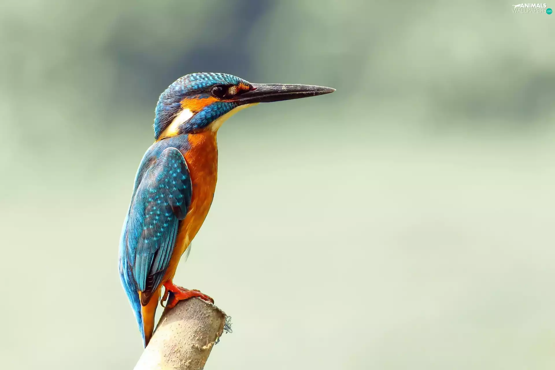 birdies, Lod on the beach