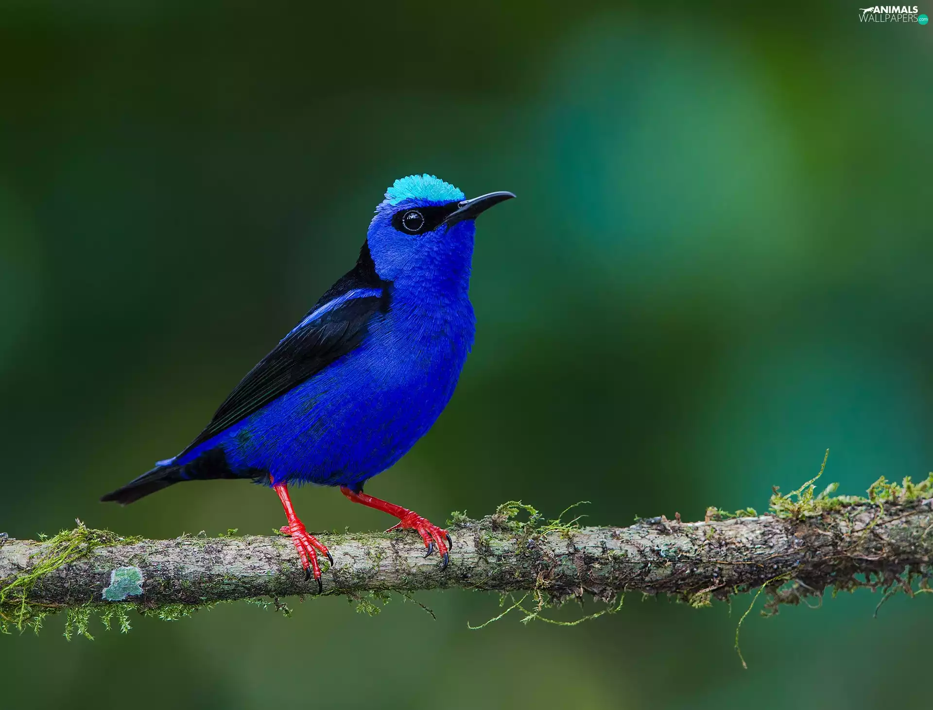 Cyanerpes, Lod on the beach