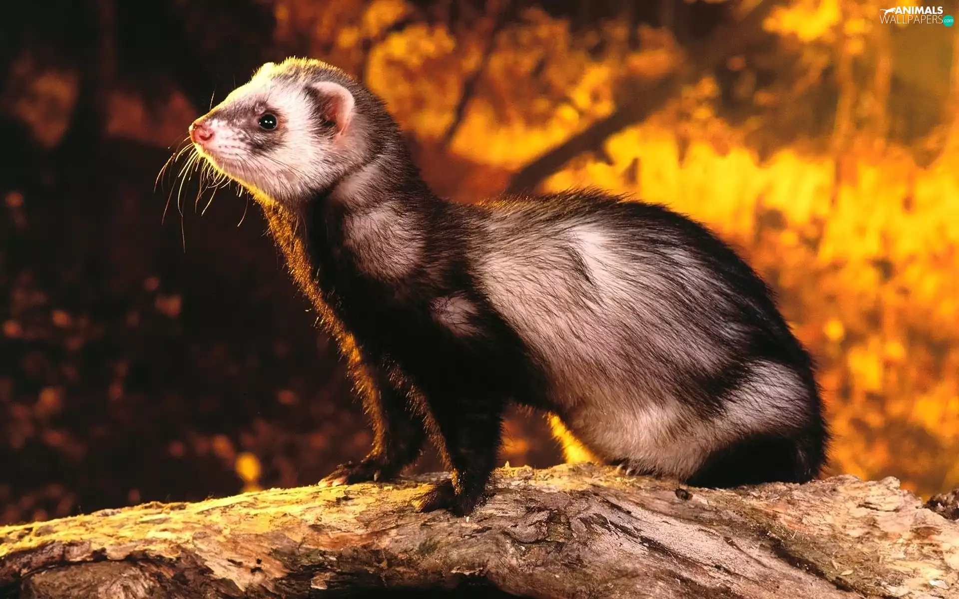 ferret, Lod on the beach