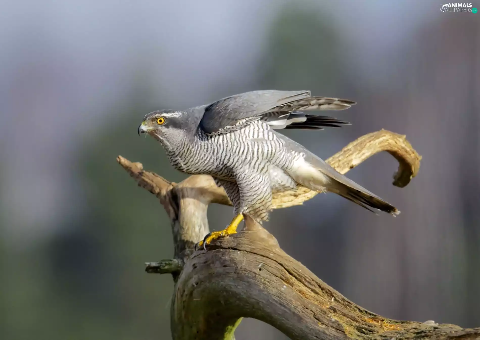 hawk, Lod on the beach