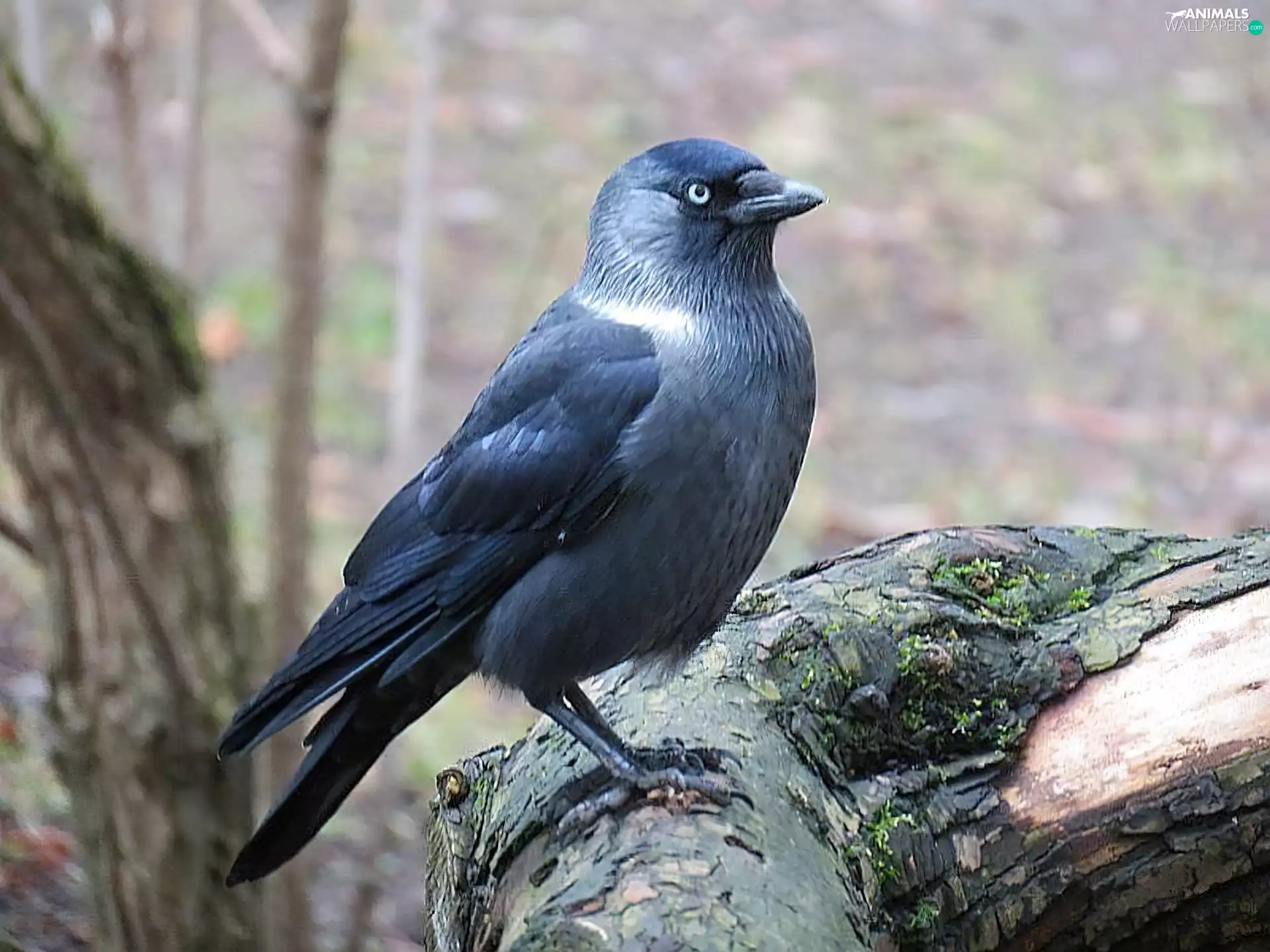 jackdaw, Lod on the beach