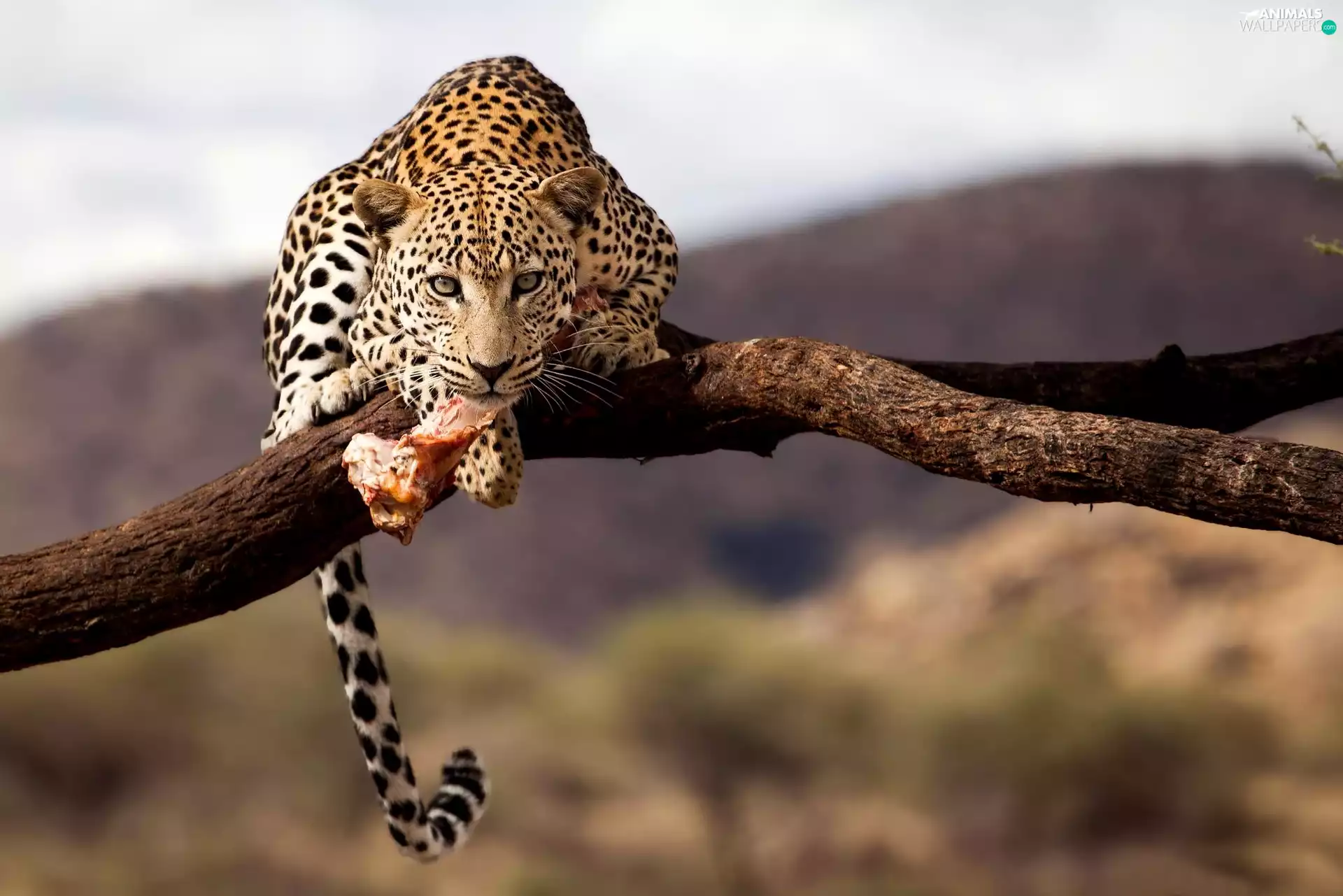 Leopards, Lod on the beach