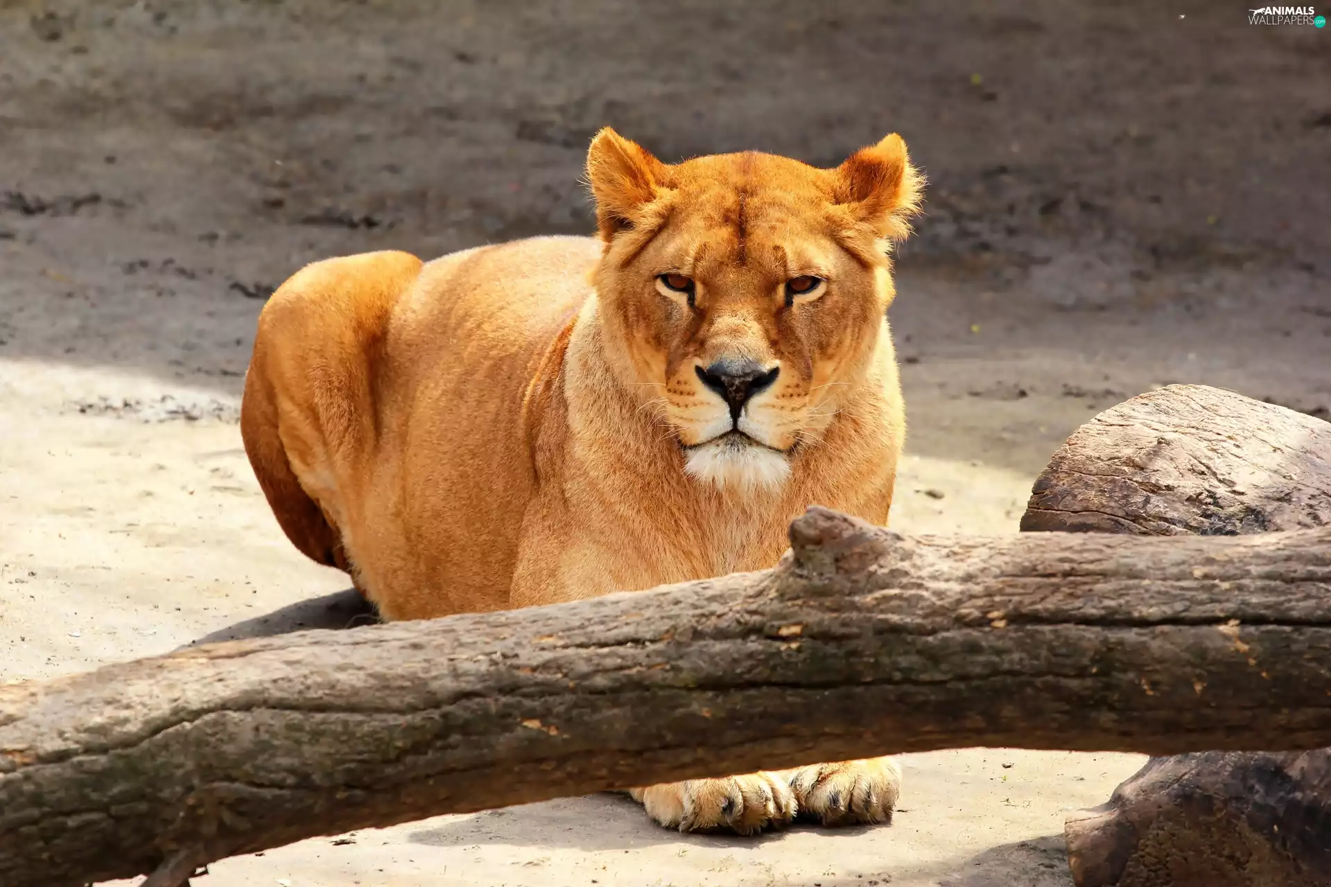 Lioness, Lod on the beach