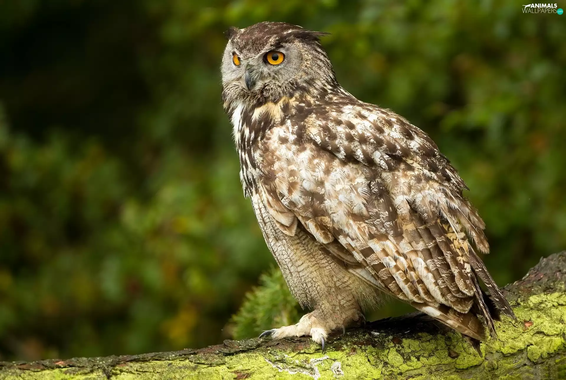 owl, Lod on the beach