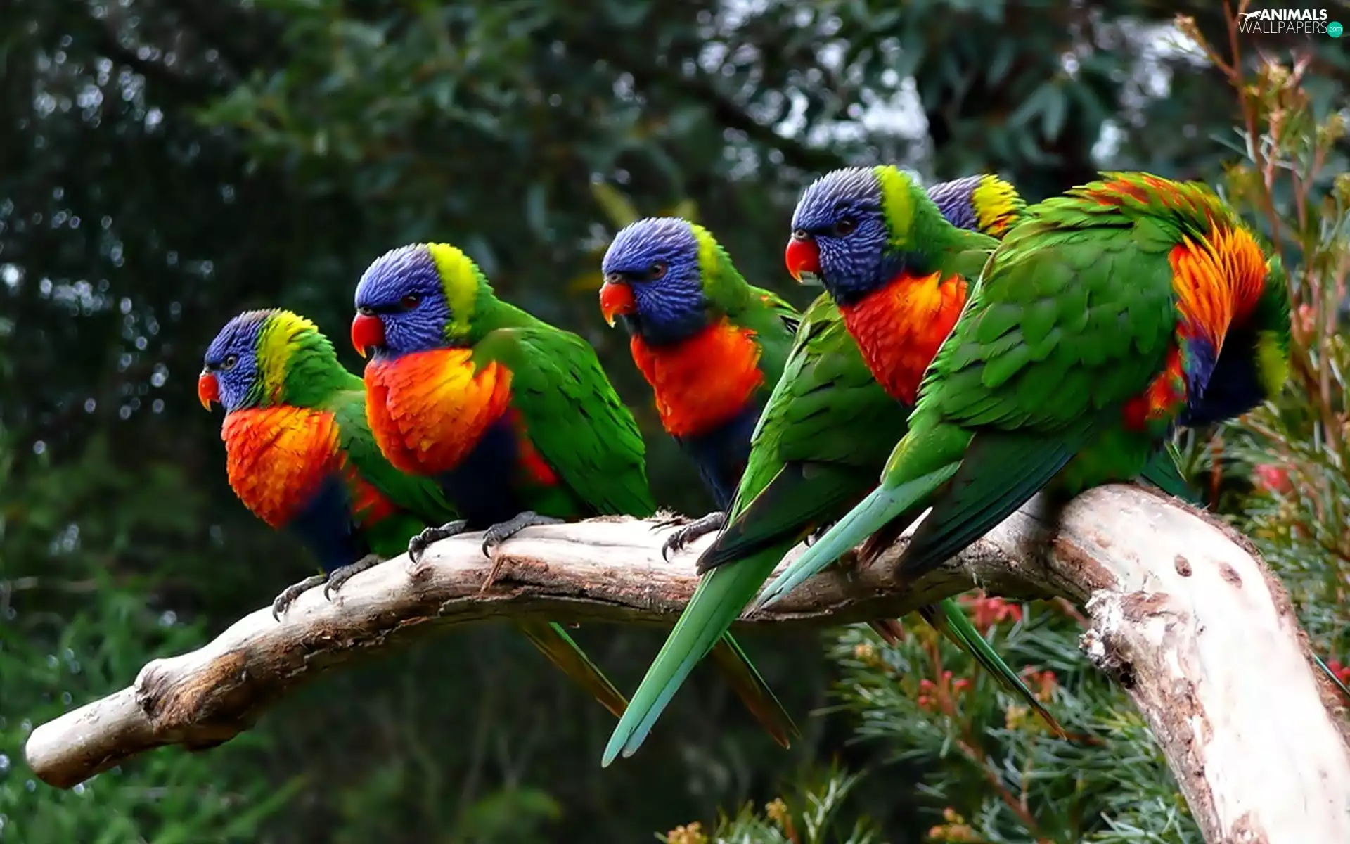 Parrots, Lod on the beach