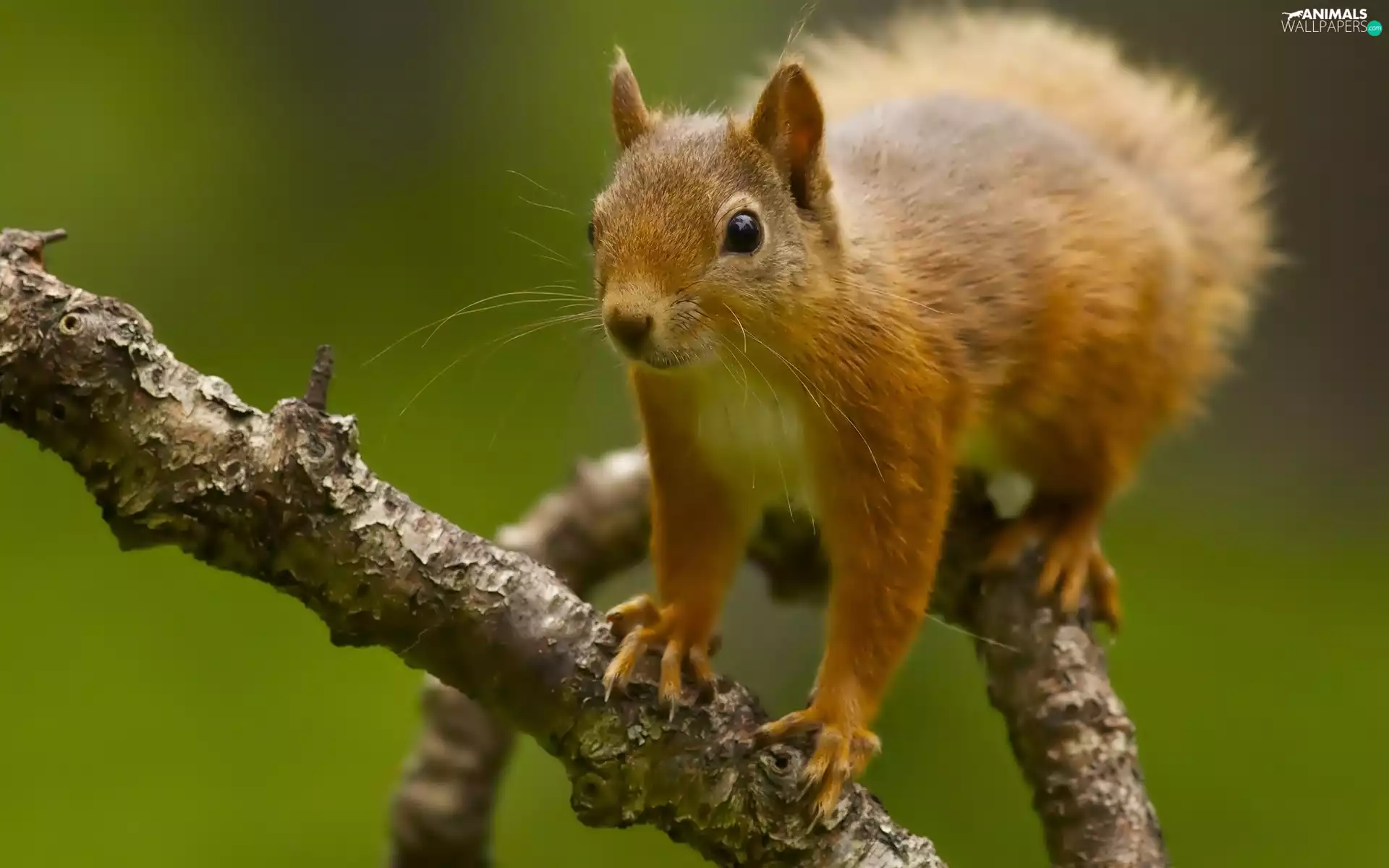 squirrel, Lod on the beach